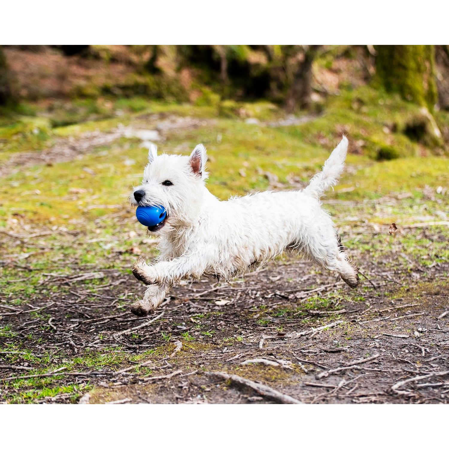 Chuckit! Crunch Ball Dog Toy, Medium (Pack of 2)