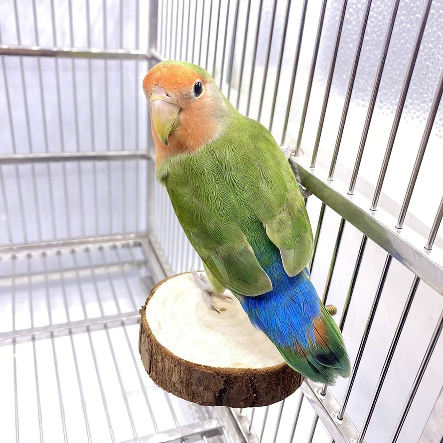 TOLMIOW 9 Pieces Parrots Chewing Natural Wood and Rope Bungee Bird Toy for Anchovies, Coconut Hideaway with Ladder,Bird Perch Stand, Bird Cage Accessories, Parakeets, Cockatiel, Conure, Mynah, Macow