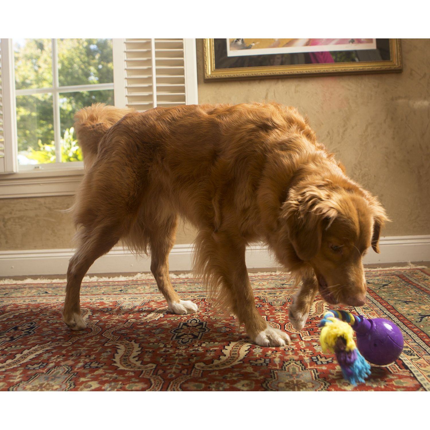 R2P Group Zany Bunch Rope Twister Electronic Dog Toy - Assorted Colors