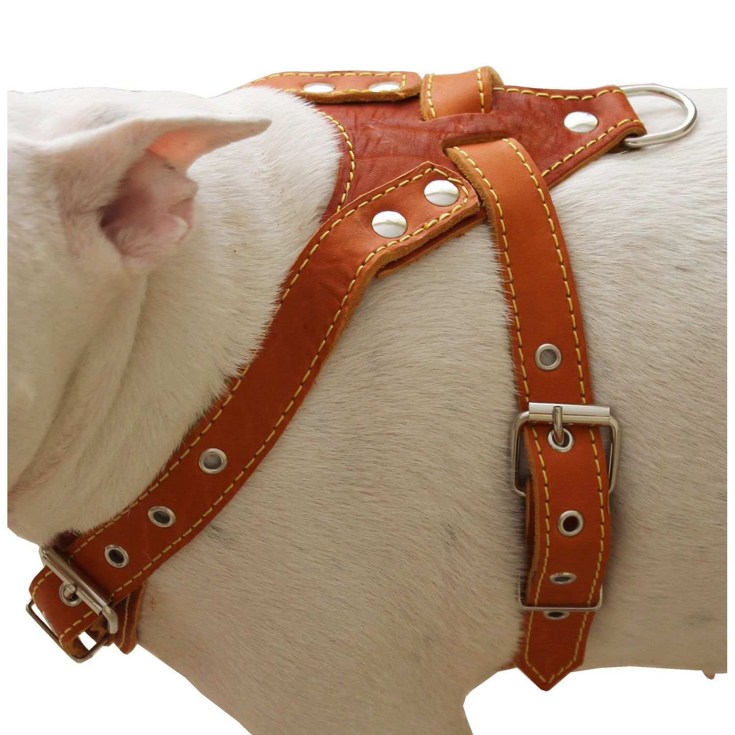 Genuine Leather Dog Harness, Medium. 25.5"-29" Chest size, 1" Wide, Amstaff, Pitbull
