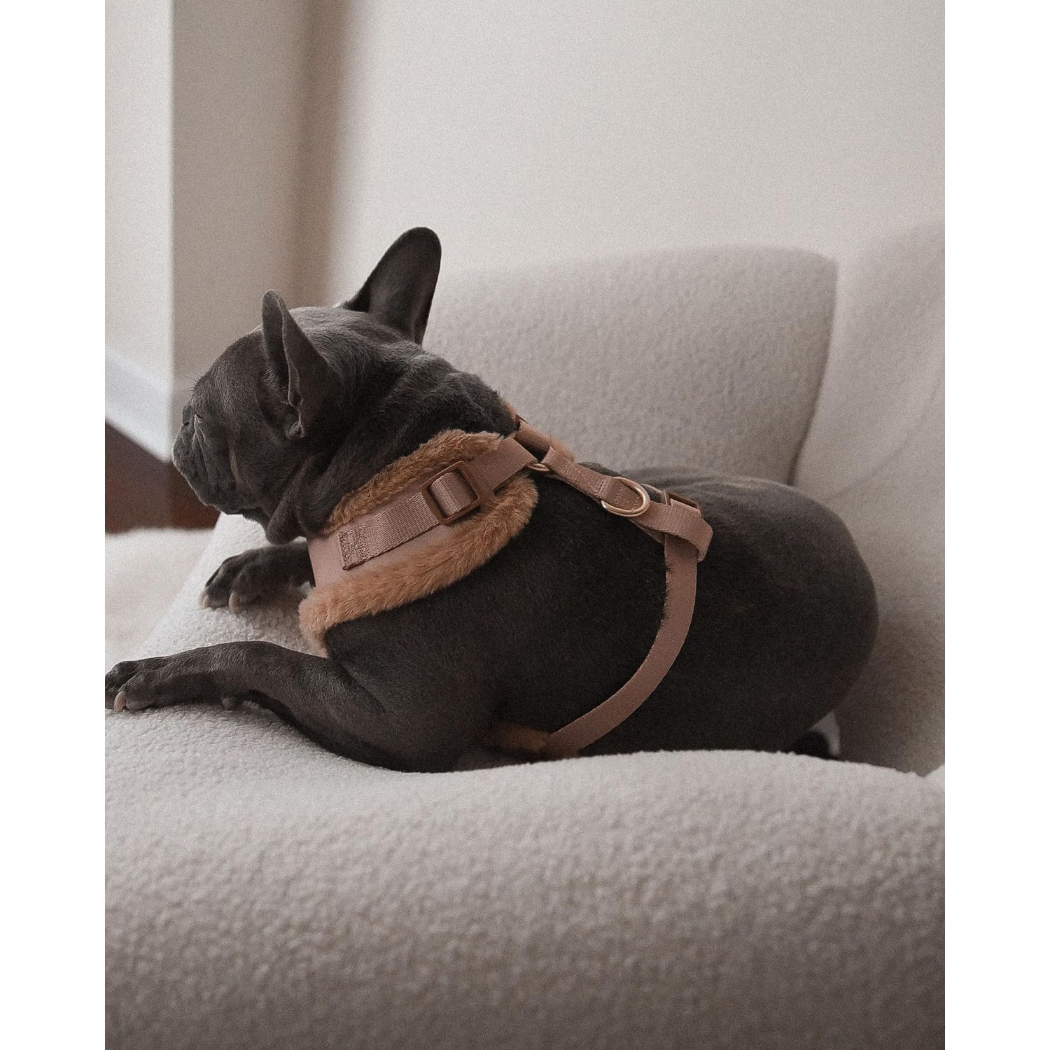 Premium No Pull Adjustable Dog Harness Neoprene Luxury Breathable Lightweight Small Medium Dogs Comfortable Puppy Training Vest 2 Leash Clips Walking & Control (Beige Fur Trim, S)