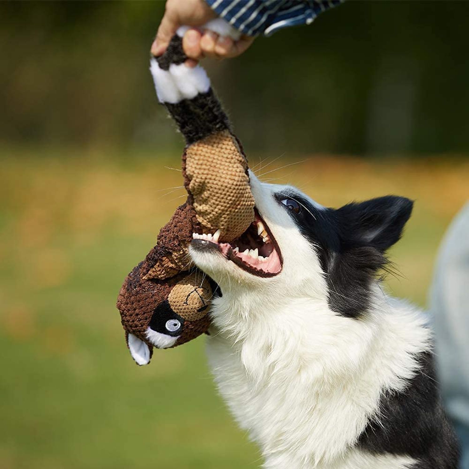 Dog Toy Plush Durable Small Dog Toys Low Stuffing Interactive Dog Plush Toys W/Squeaker Puppy Chew Toys Reduces Boredom (Medium, Raccoon) (Raccoon)