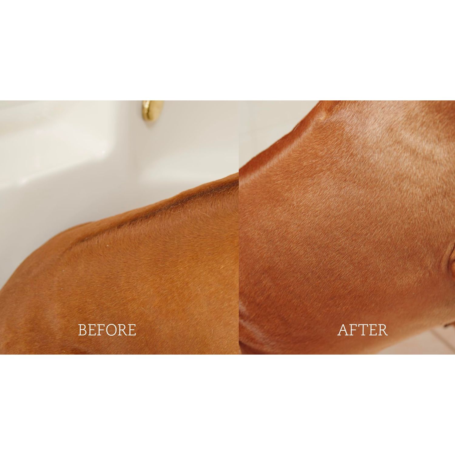 PETCODE PAWS Soothing Hypoallergenic Dog Shampoo with Cold Pressed Argan Oil - Nourish Your Dog with Vitamin E & Peppermint for Soft & Smooth Dog Hair - Relief from Natural Itchy Skin (946 ML)