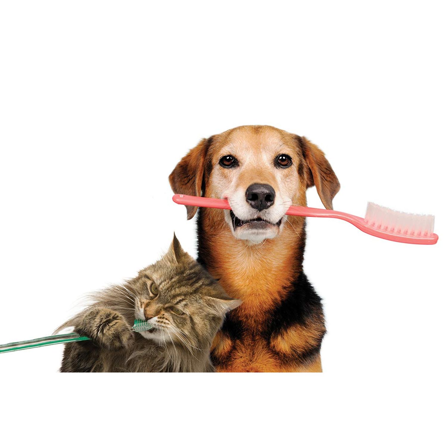 MY LUCKY PETS LLC Bad Breath cat Treats - PET Teeth Health AID - Dogs and Cats - Immune Boost - Gum and Oral Care - Vitamins for Cats Immune System - 2 Bottles (120 Tablets)
