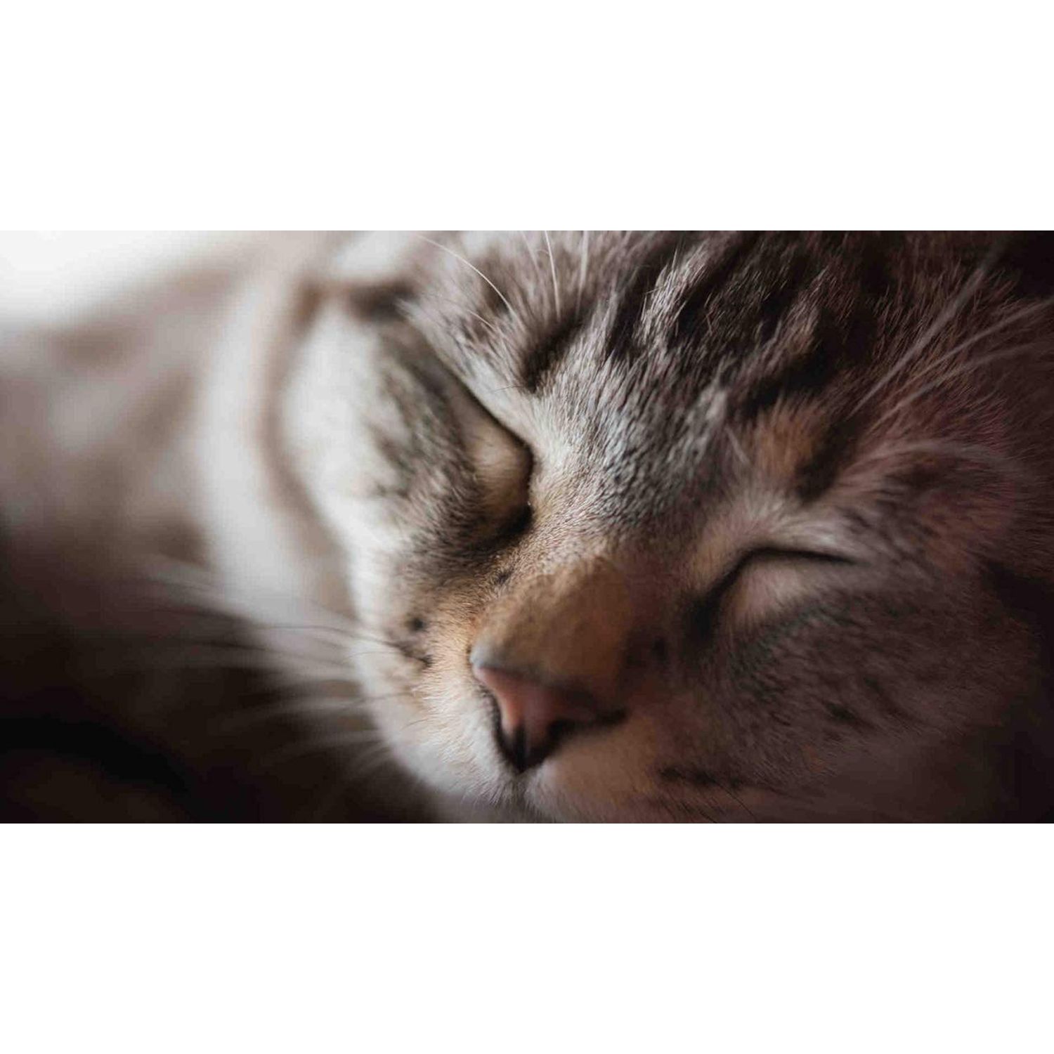 I LOVE MY PETS LLC Minerals for Cats - CAT Hair and Coat Health - Healthy Skin - Premium Quality Treats - cat Vitamins Senior - 2 Bottles (120 Tablets)