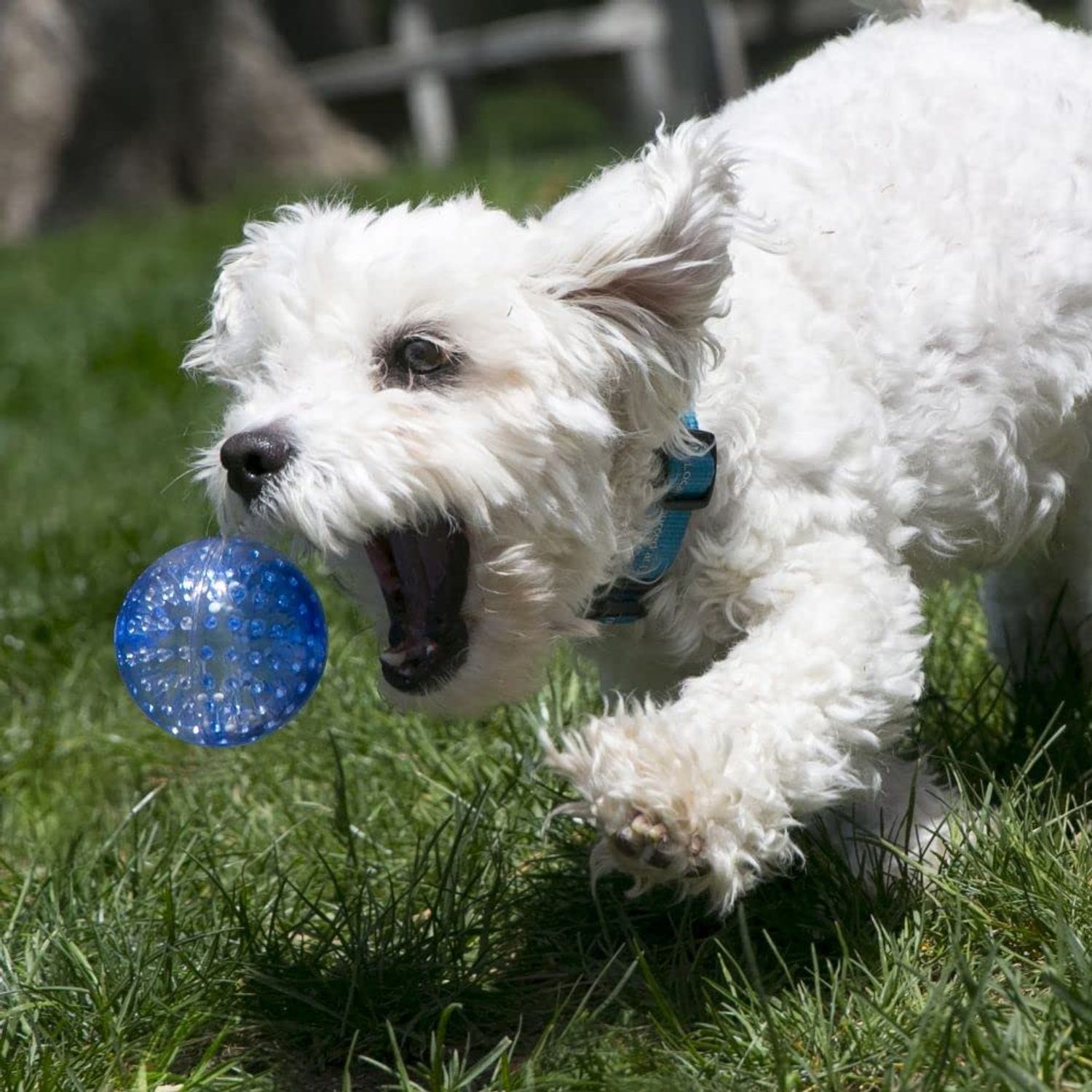 KONG Company 38749422: Squeezz Geodz Squeaker Ball Dog Toy, Lg