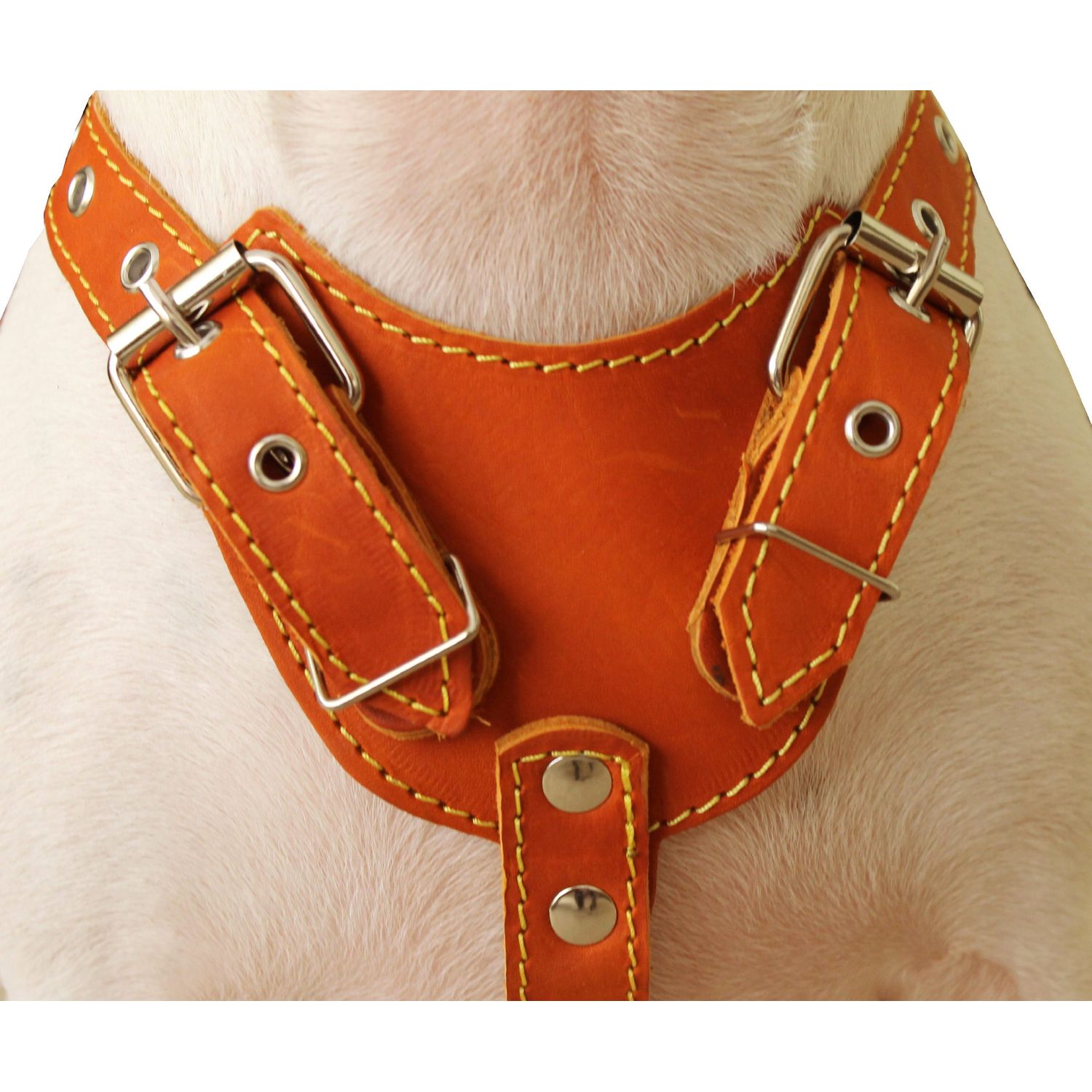 Genuine Leather Dog Harness, Medium. 25.5"-29" Chest size, 1" Wide, Amstaff, Pitbull