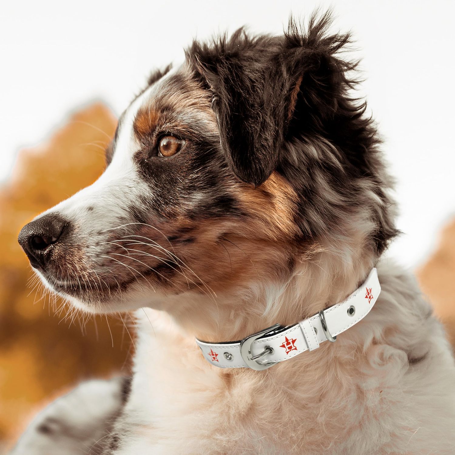 MLB Dog Collar Houston Astros New Signature PRO PVC-Leather Premium Pet Collars Extra Tough & Durable! Super Stylish! Size: Medium Adjustable 16-20" Length x 1" Width