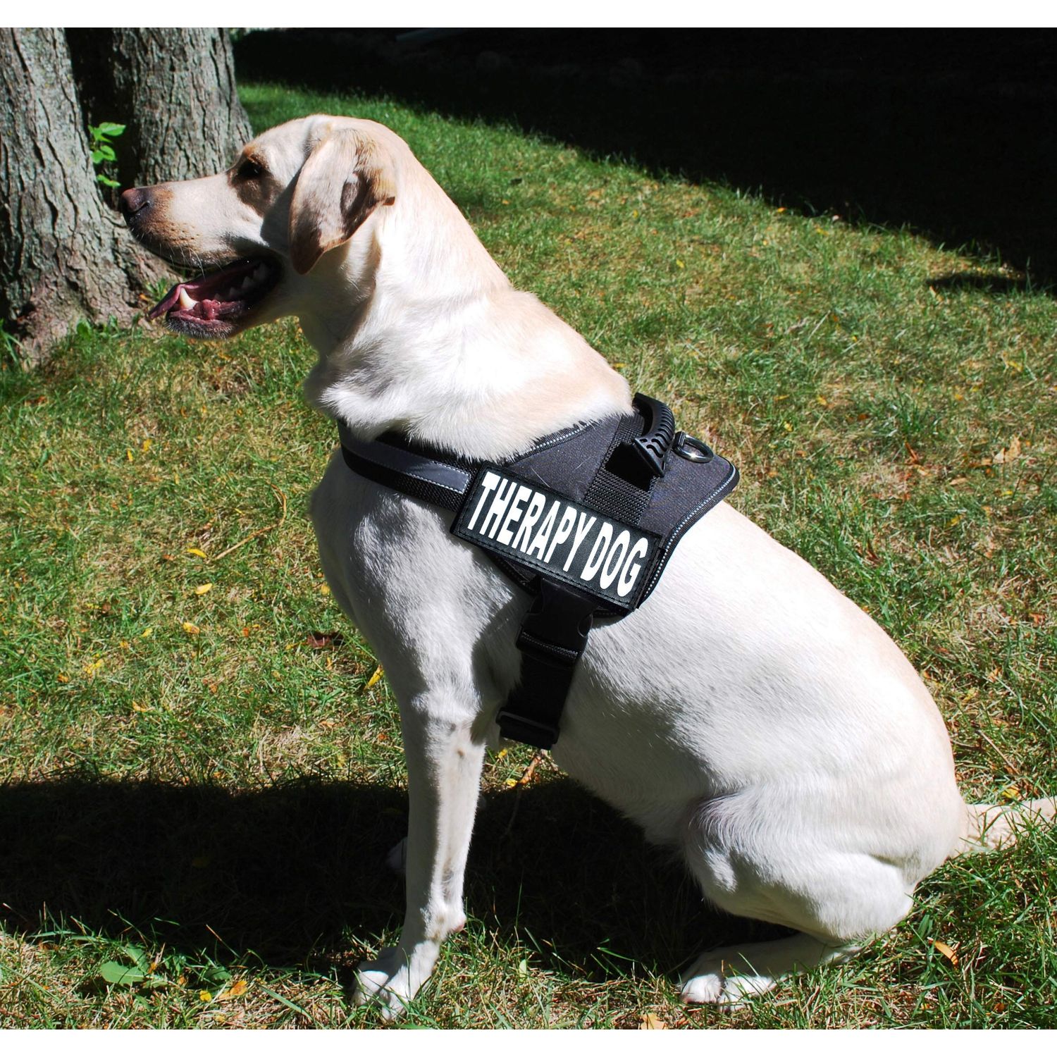 Set of 2 Reflective Therapy Dog Removable Patches for Service Dog Harnesses & Vests. (Large 6" x 2")