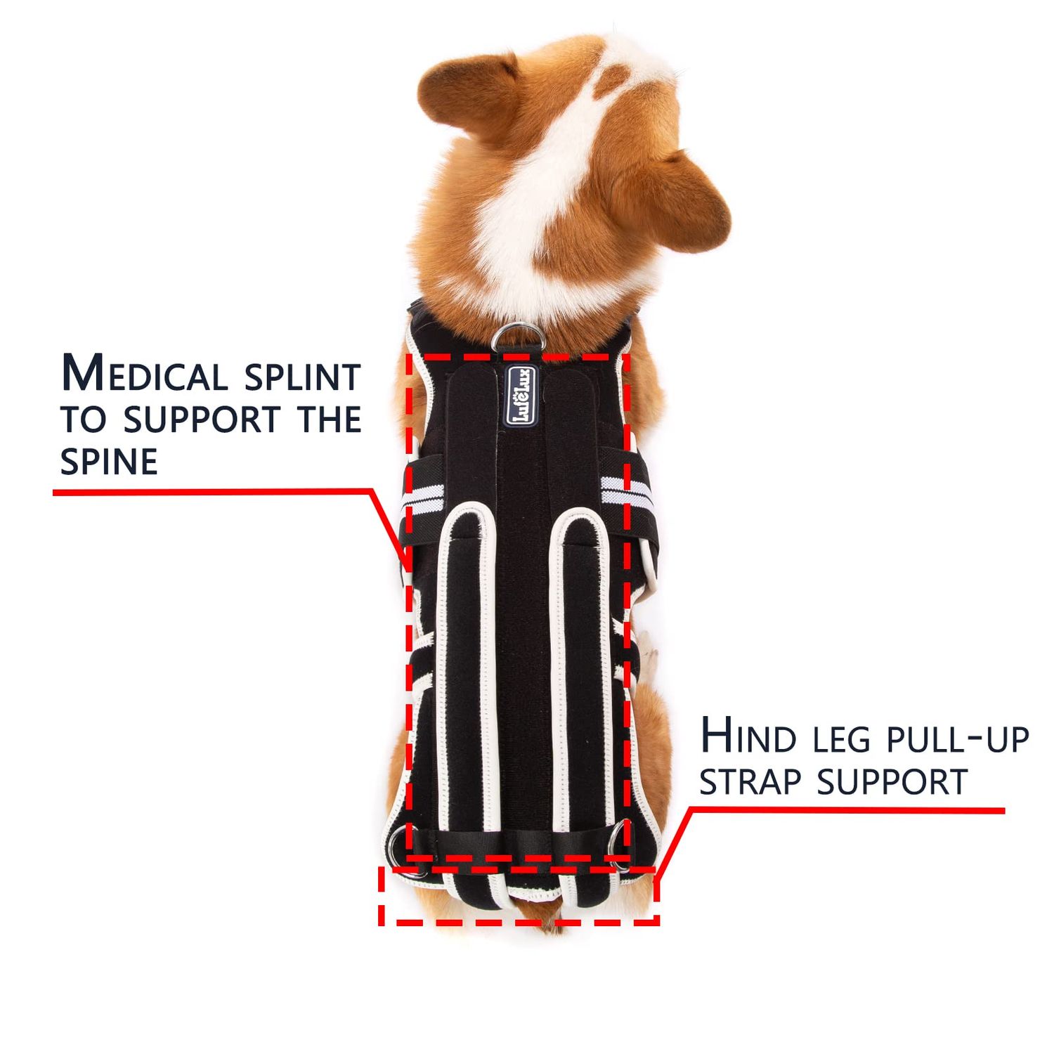 LufeLux Back Brace for Dogs with IVDD, Arthritis, Luxating Patella, Surgical Recovery and Rehabilitation, Dachshund Back Pain Relief, IVDD Harness(Medium)