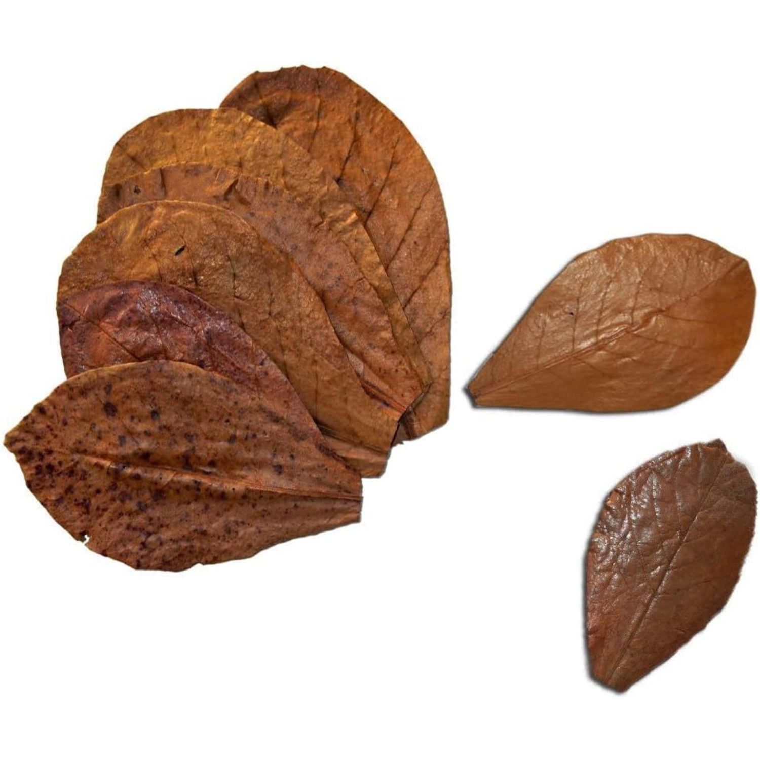 SunGrow Betta Leaves, 8”, 10 Pcs Beneficial Large Catappa Indian Almond Leaves for Overall Development in Fish Tank Aquarium, Water Conditioner Leaves Lower pH