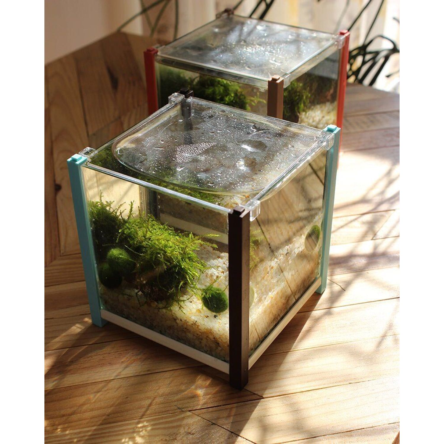 6 PCS Live Marimo Moss Ball Pet Kokedama for 20 Gallon Aquarium