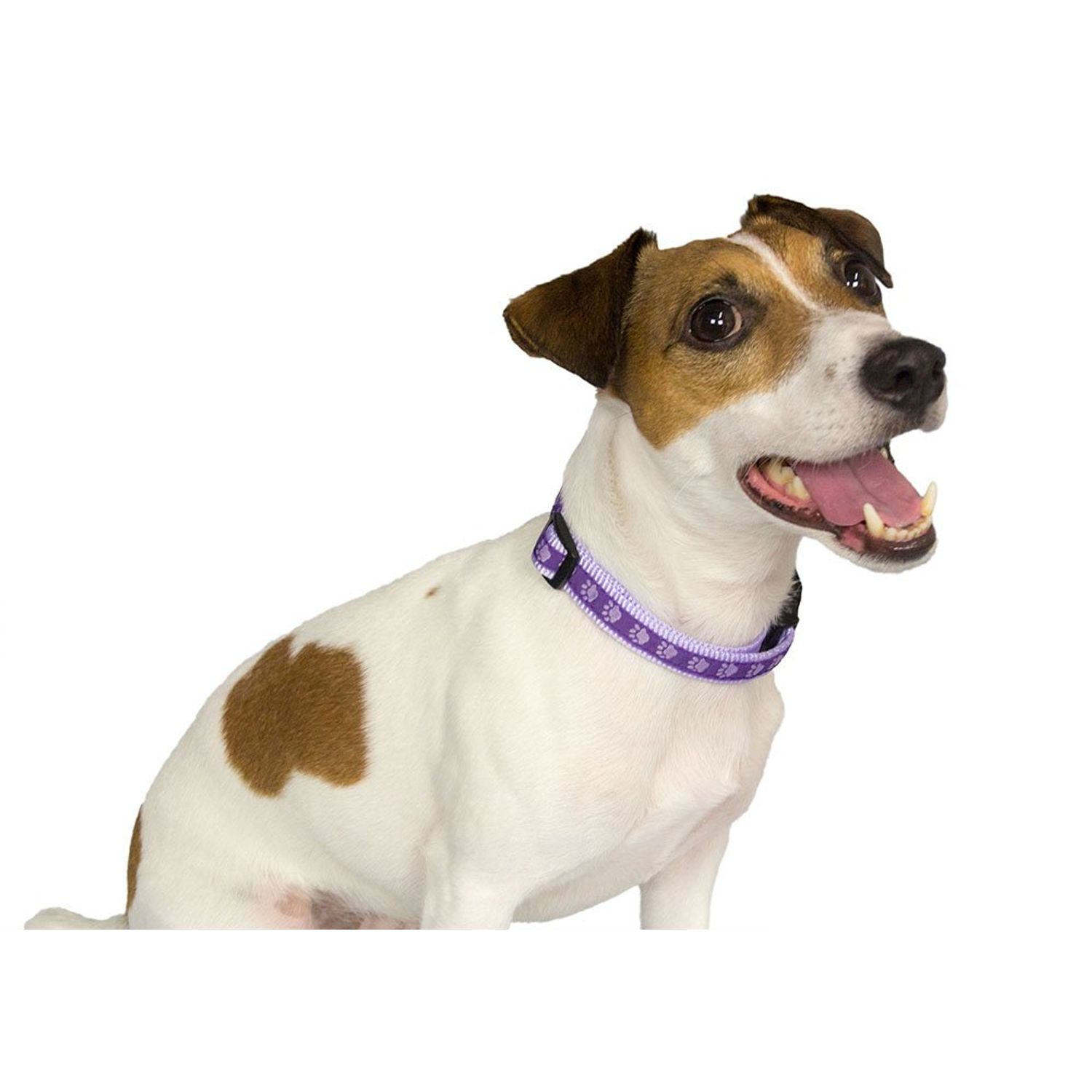 Purpletopia Paw Print Dog Collar