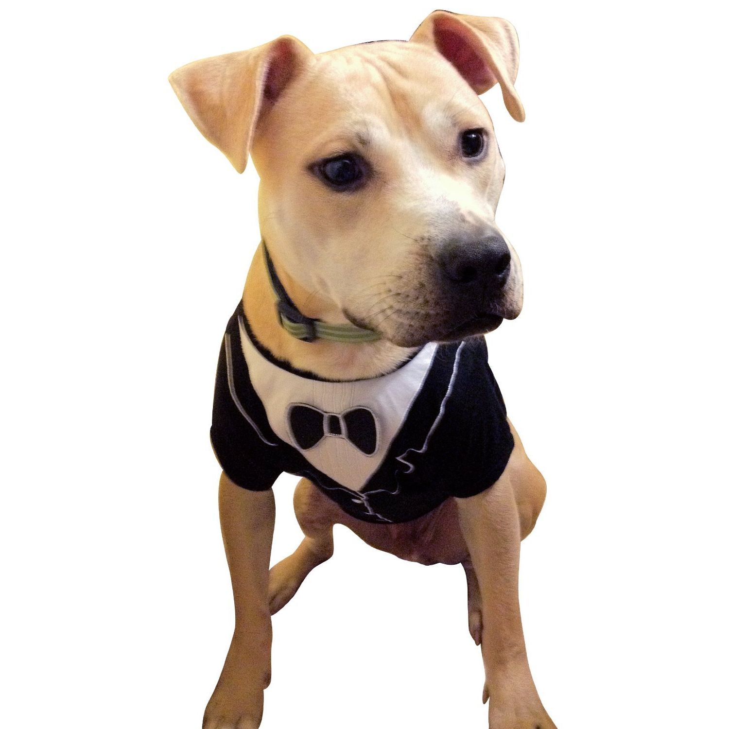 Frenchie Mini Couture Dog Tuxedo, (Medium)