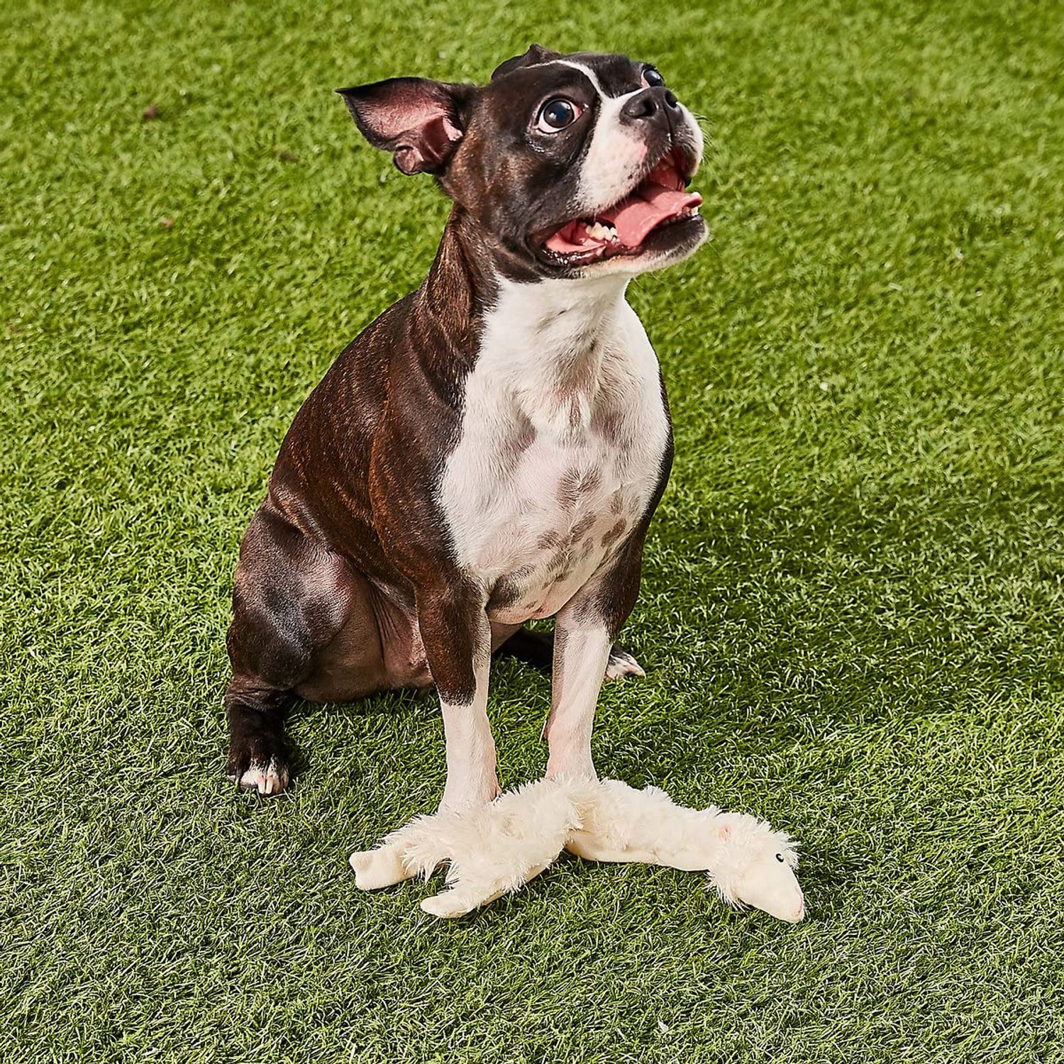 SPOT by Ethical Products Skinneeez Crinklers The Stuffless Crinkle Dog Toy with Squeaker For All Dogs Tug-Of-War Toy For Small and Large Breeds Squeak Toy for Dogs -Lamb - Small