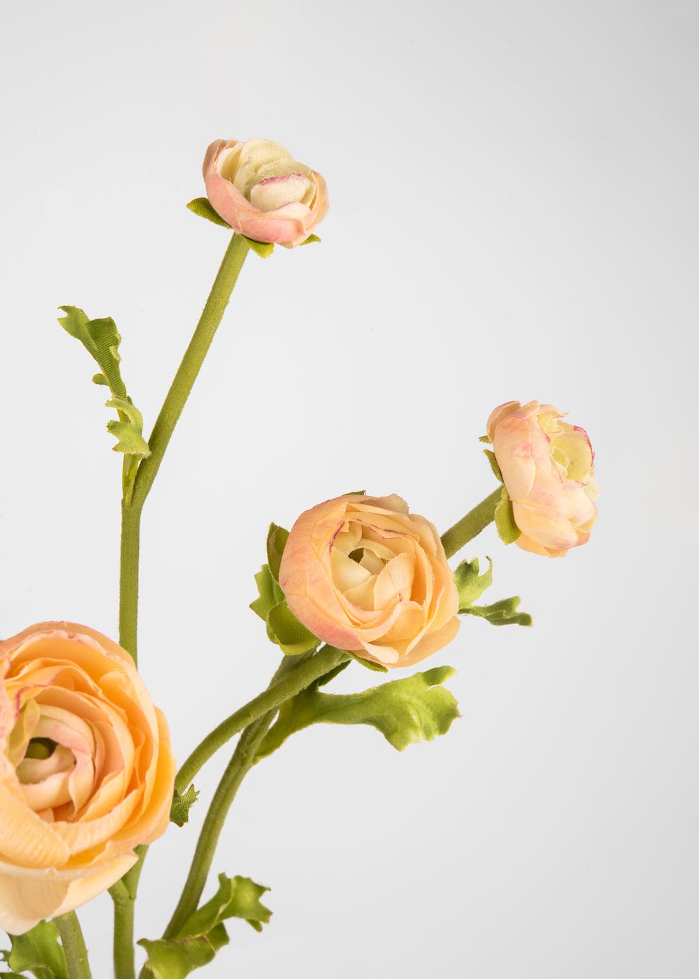 Peach Real Touch Ranunculus Flowers Close Up
