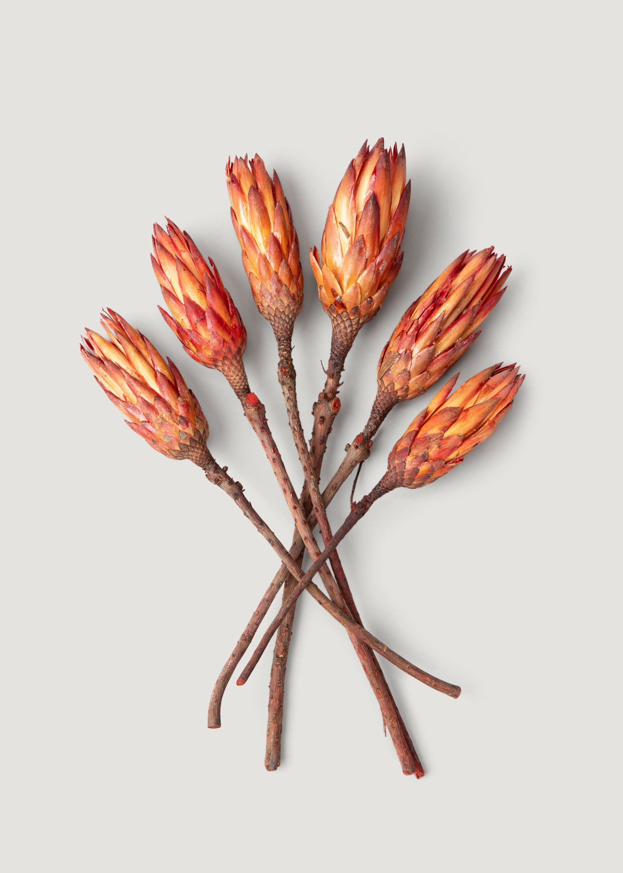 Red Dried Proteas