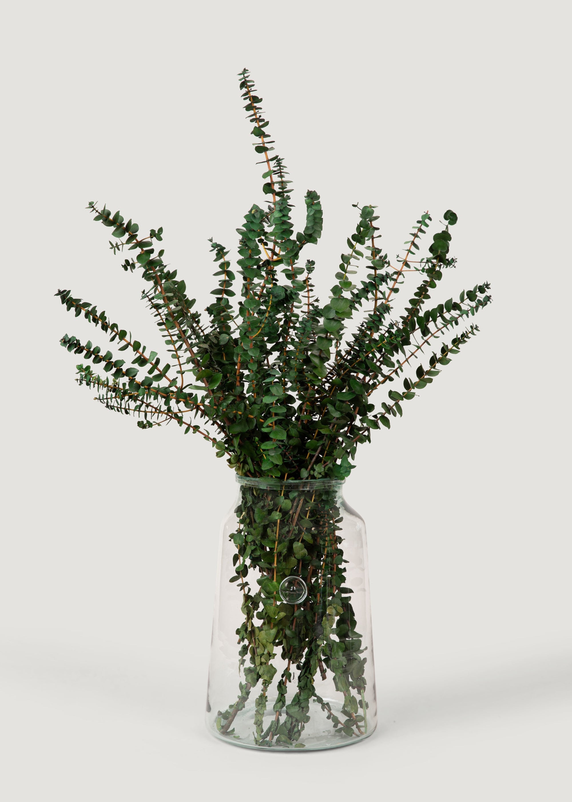 Preserved Eucalyptus