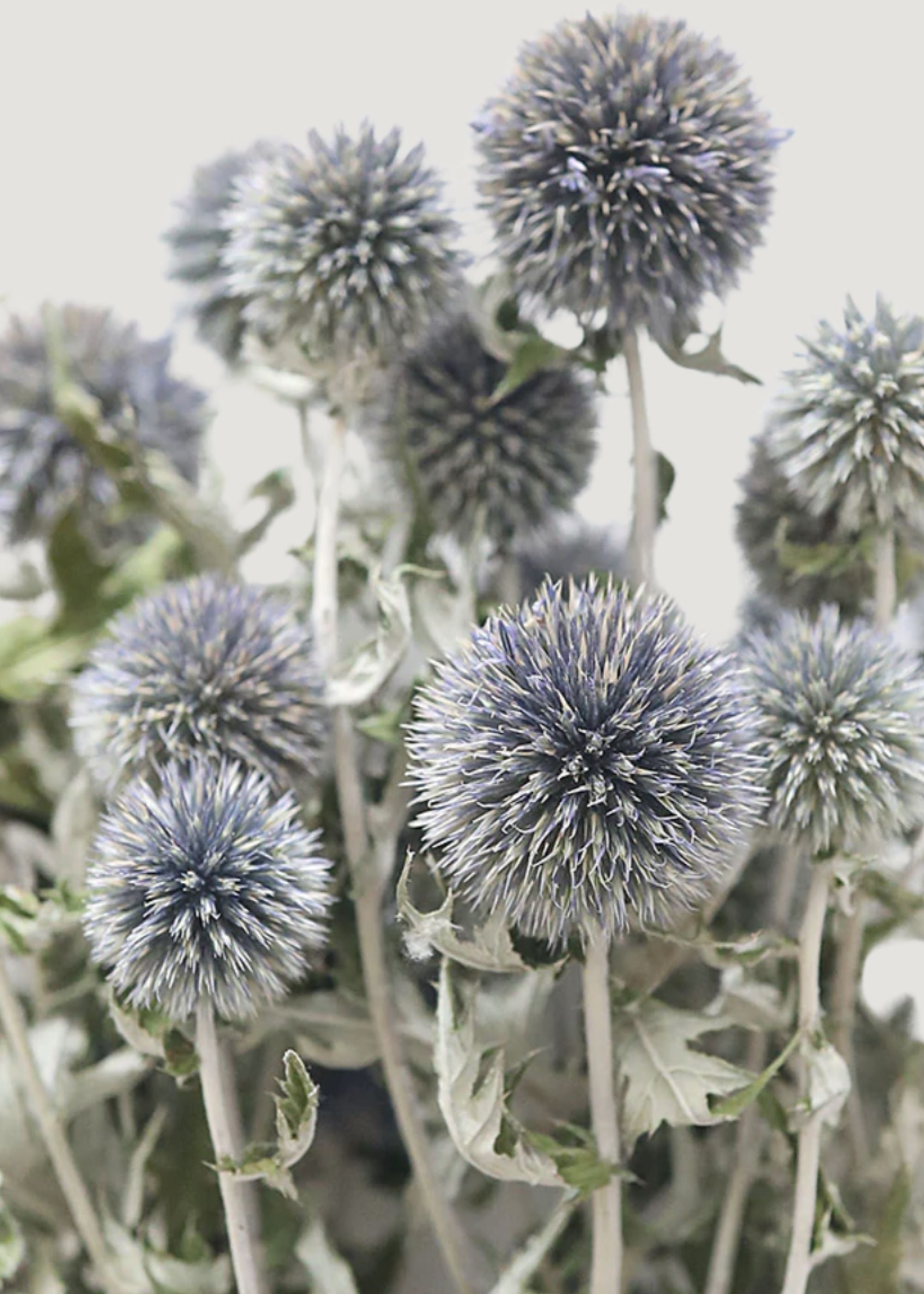 Close-up of Dried Flower Globe Thistle Echinops
