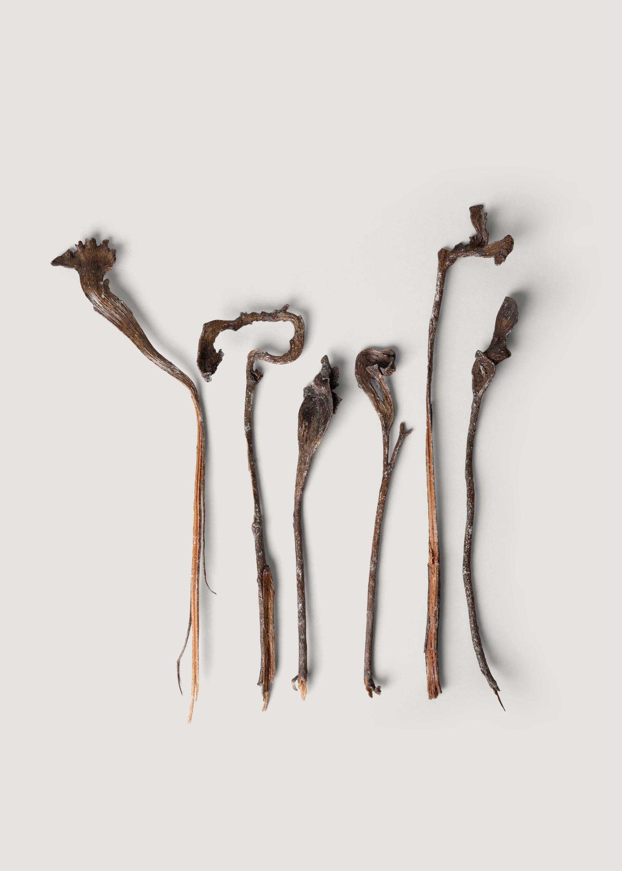 Bundle of 6 Twisted Branches