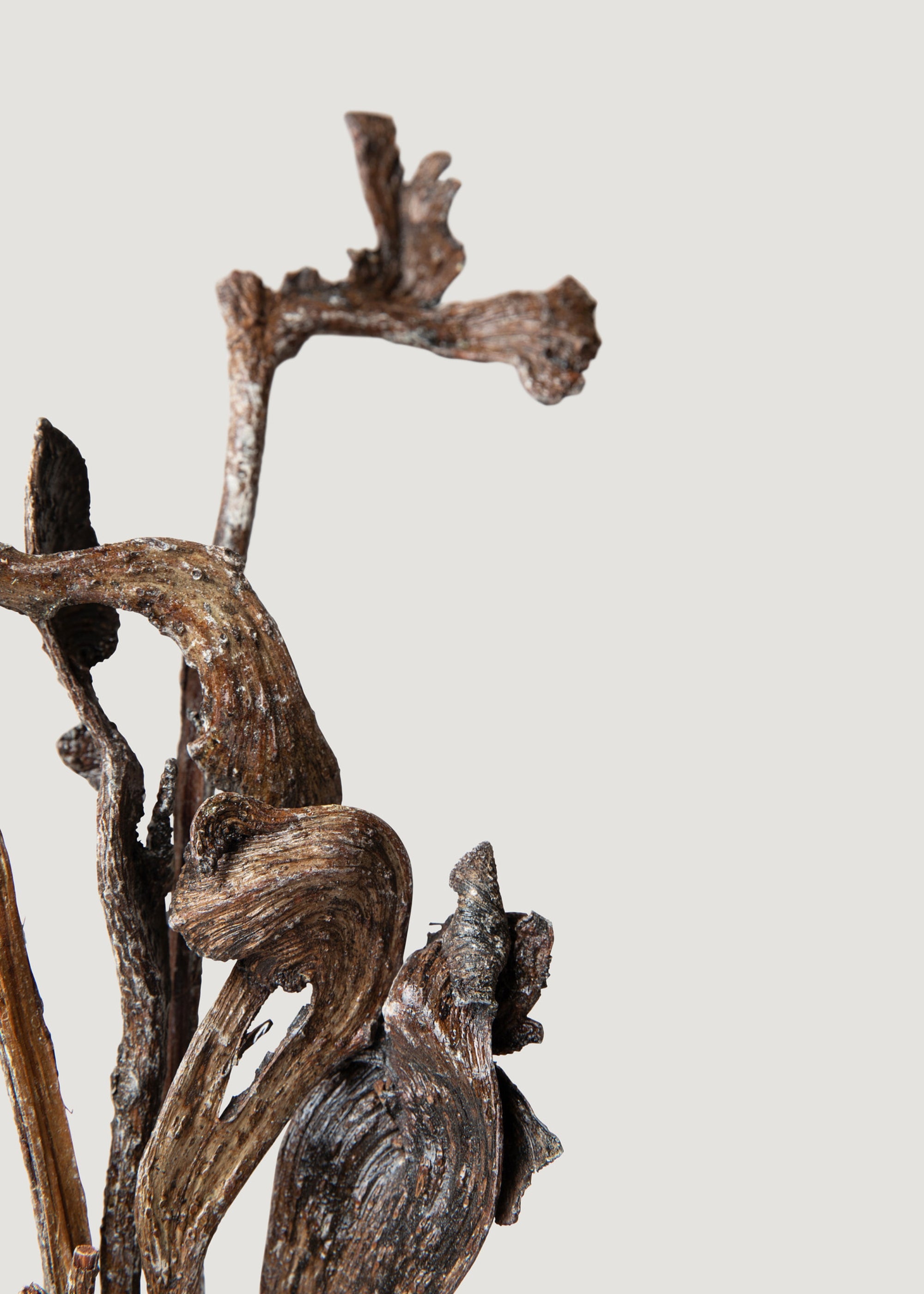 Varnished Natural Branches