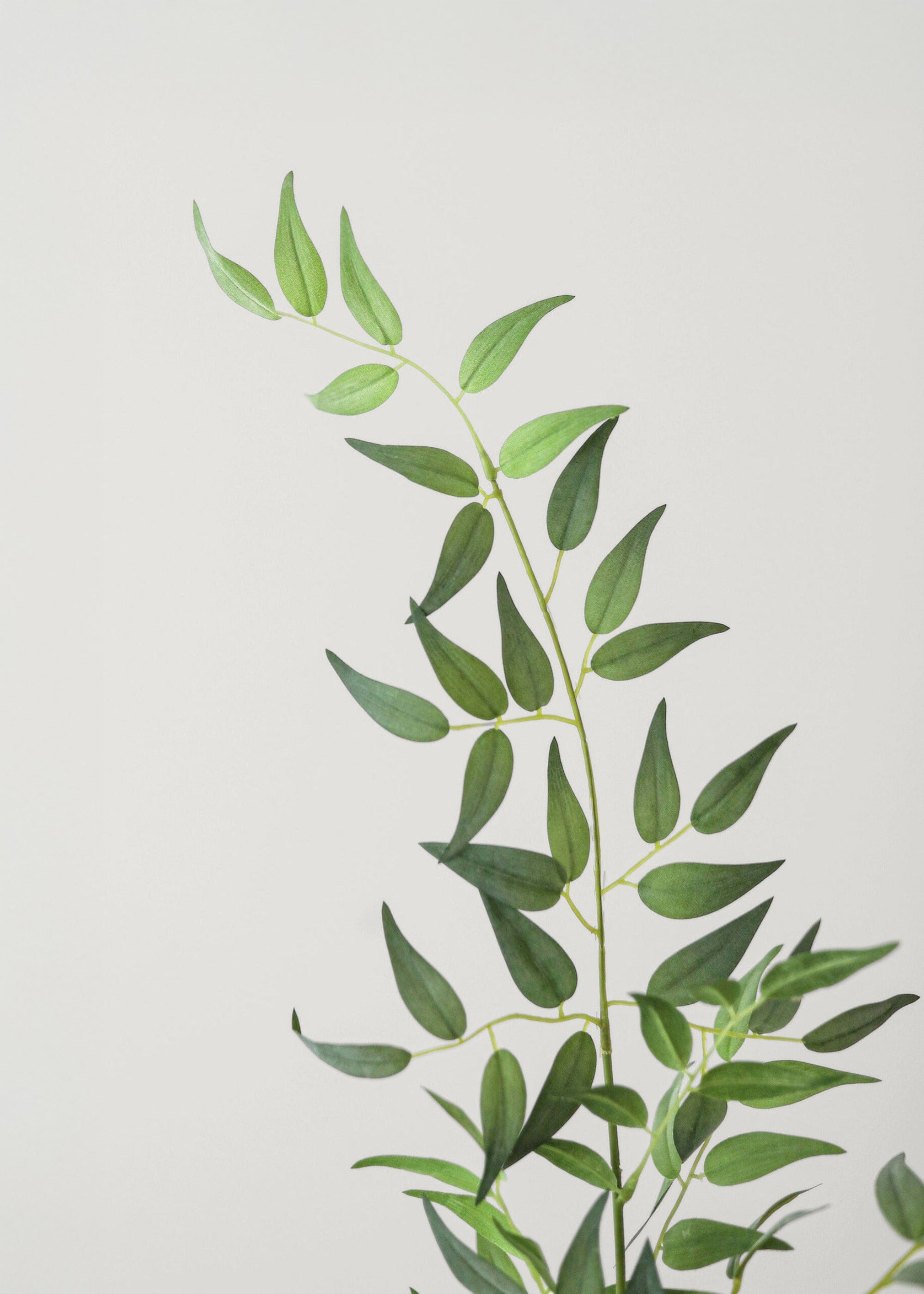 Fake Green Ruscus Leaves at Afloral