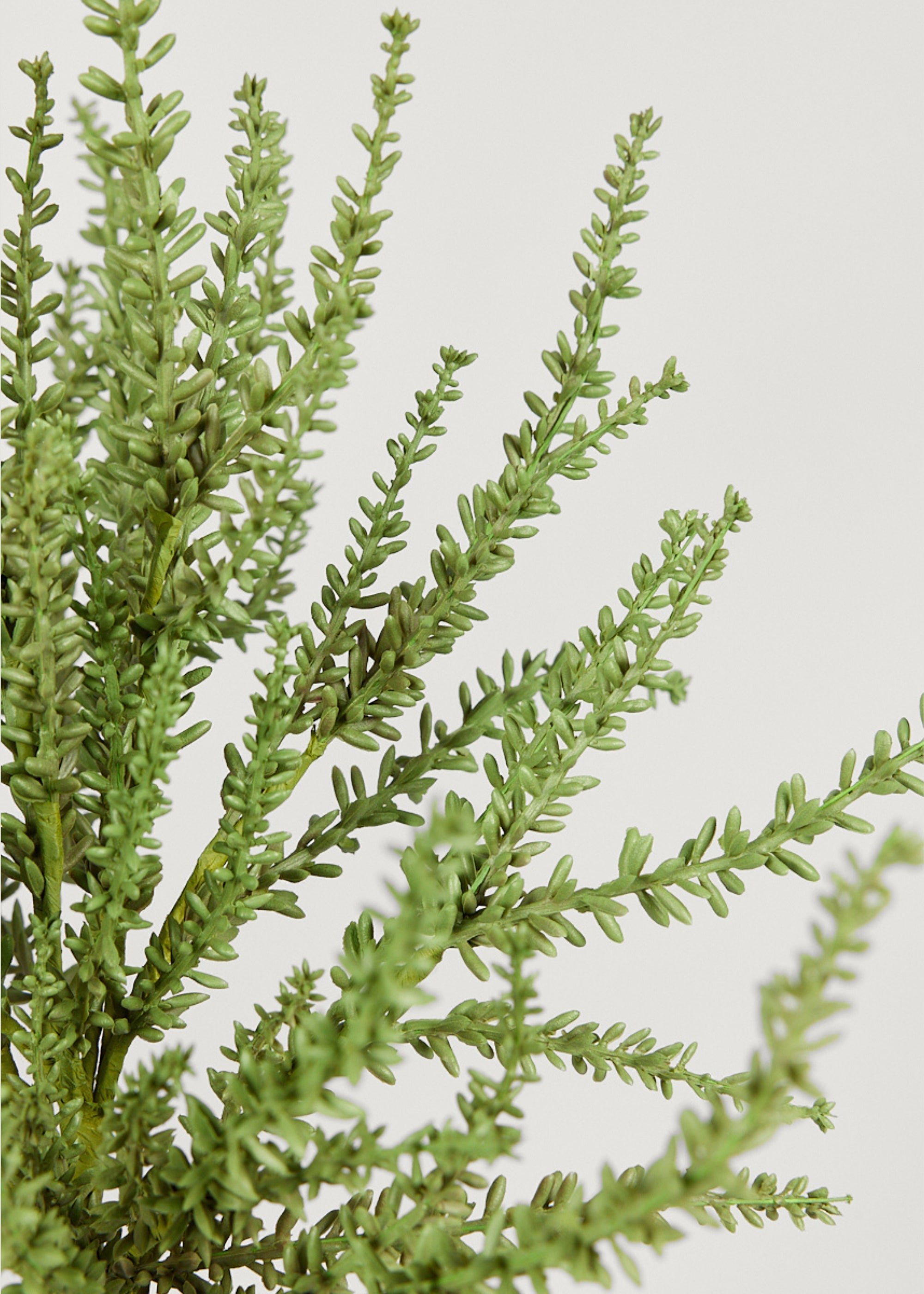 Close Up of Faux Green Sedum Succulent Plant at Afloral