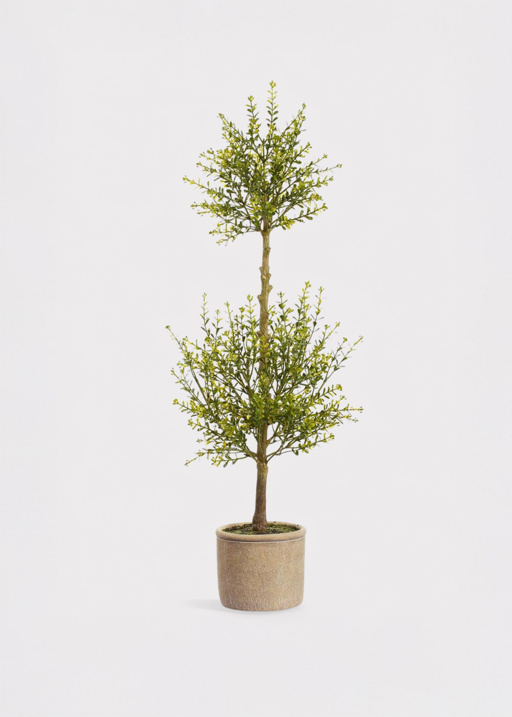 Myrtle Leaf Topiary Plant
