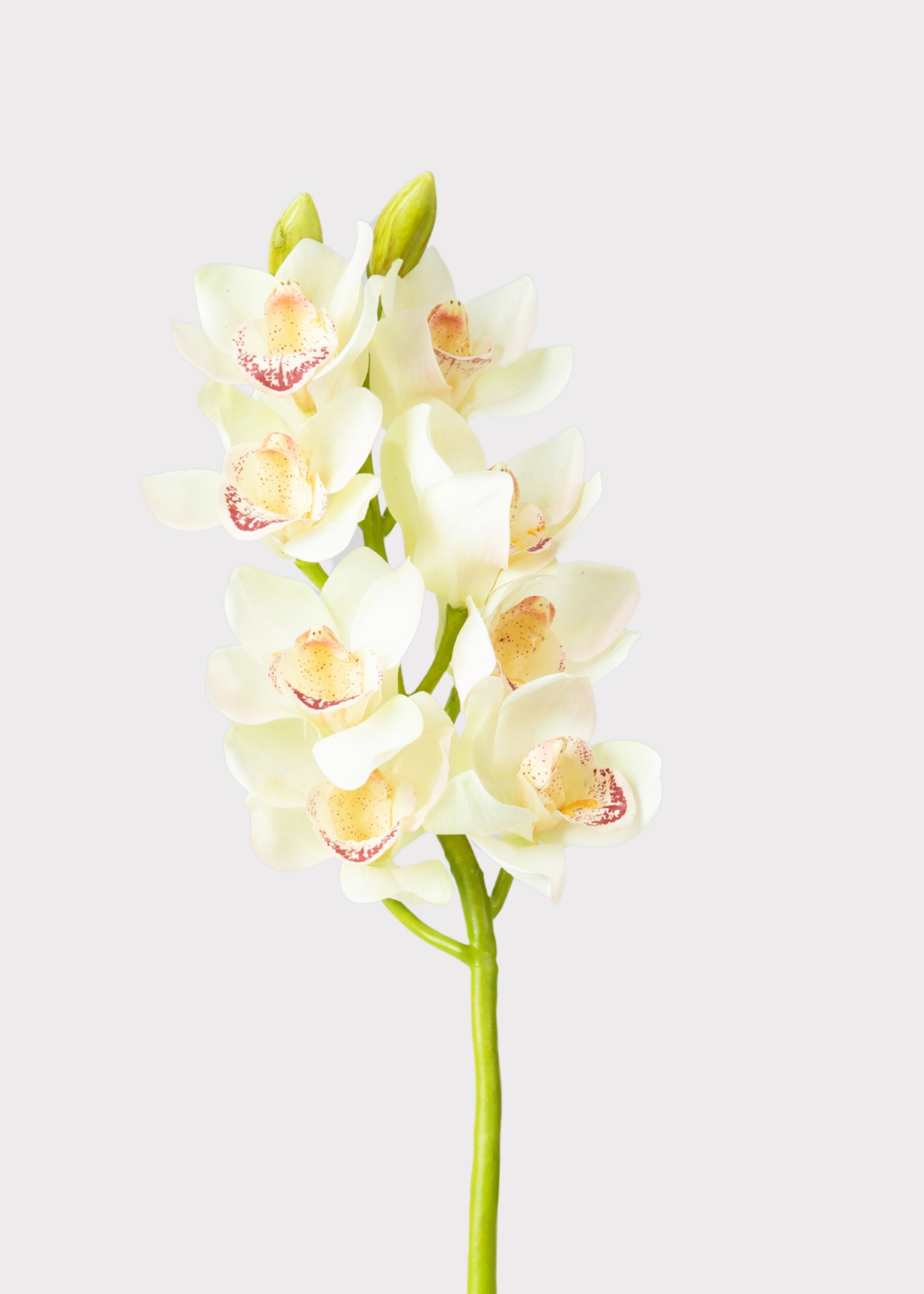 ORCHID