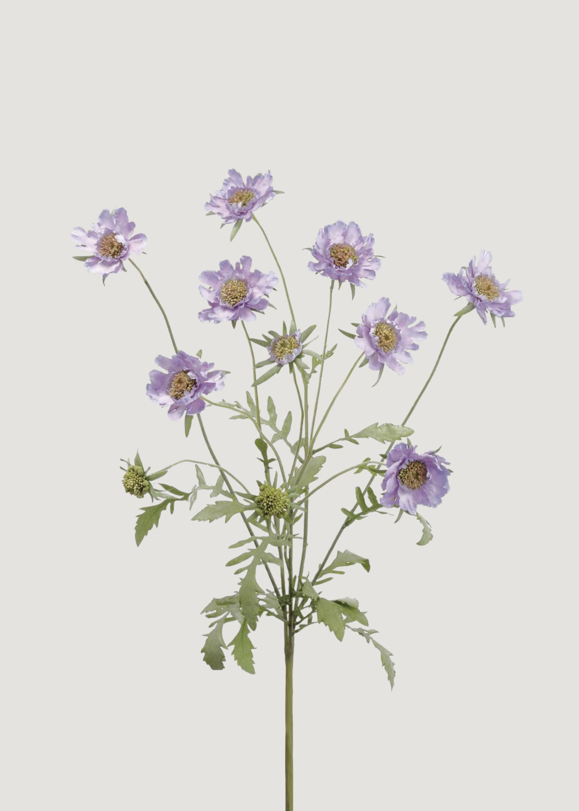 Purple Fake Scabiosa Bush