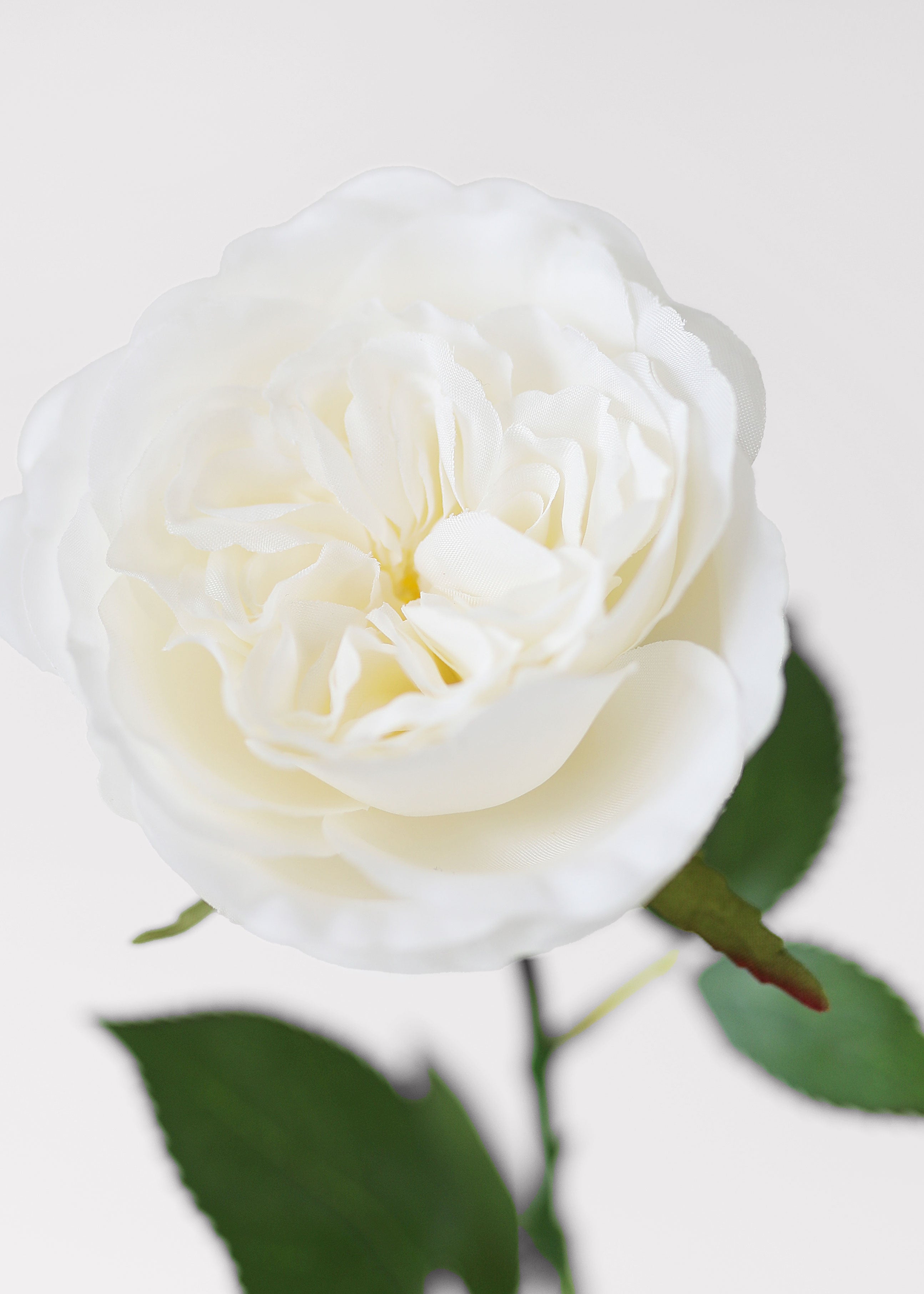 Close-up of White Fake English Cabbage Rose