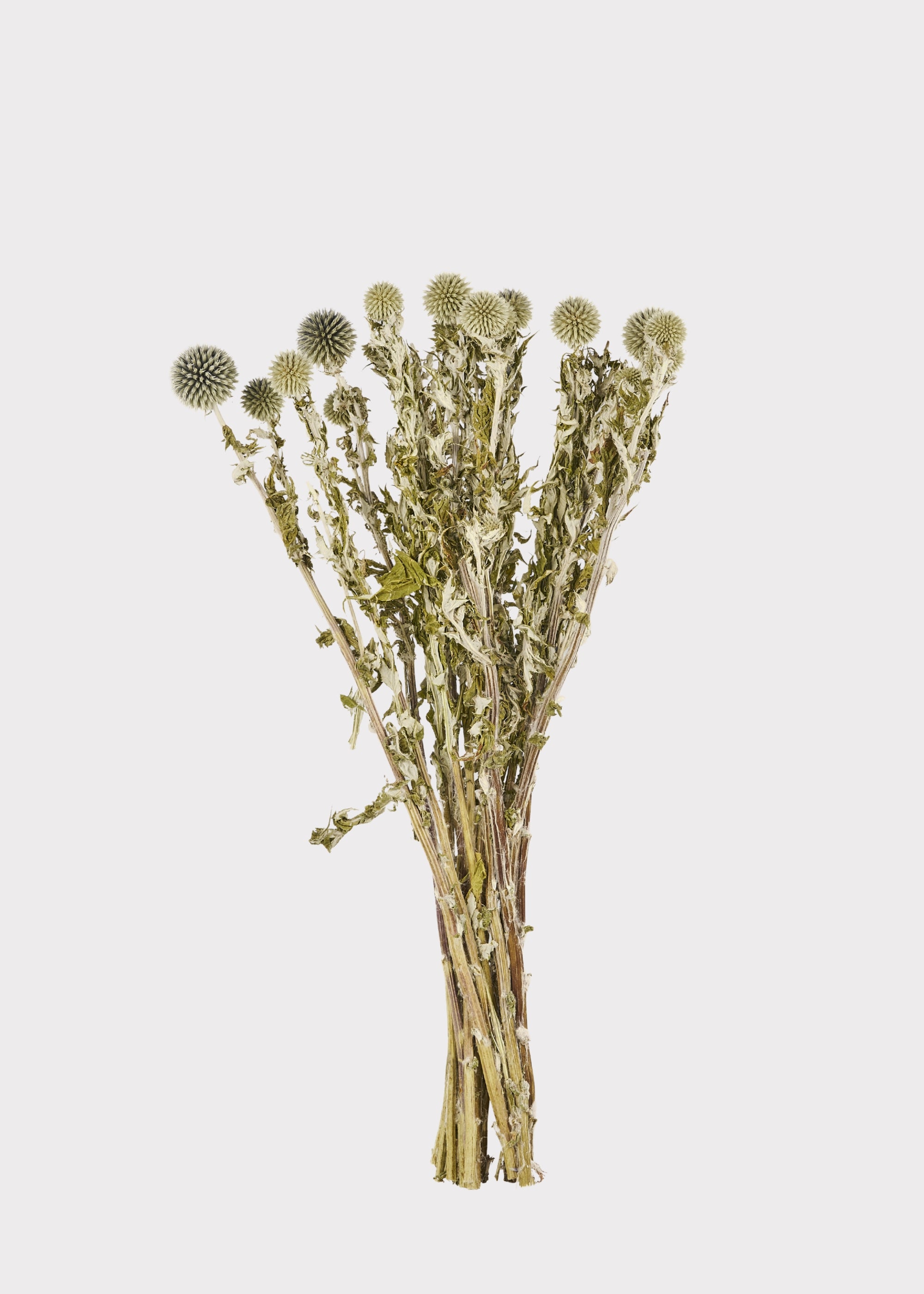Dried Flowers Echinops Globe Thistles in Blue Green