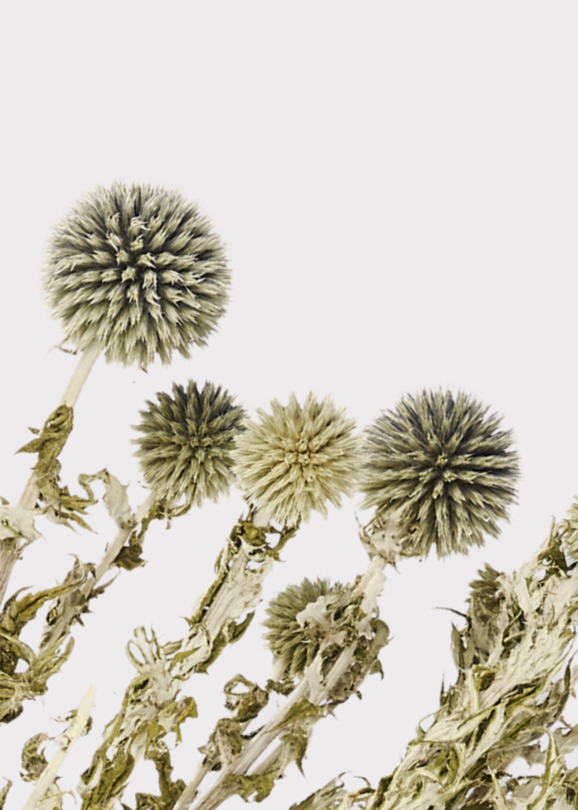 Close-up of Dried Echinops
