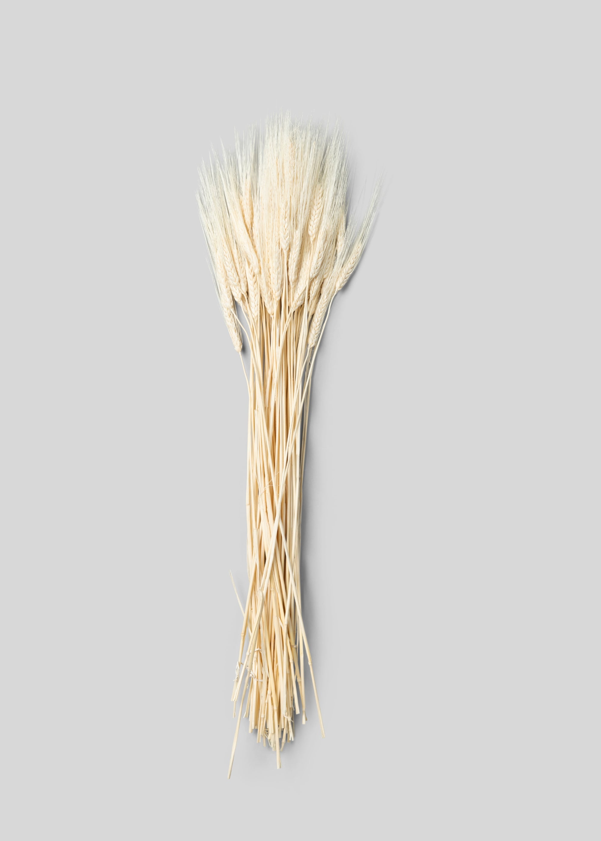 Bleached Natural Triticum Wheat