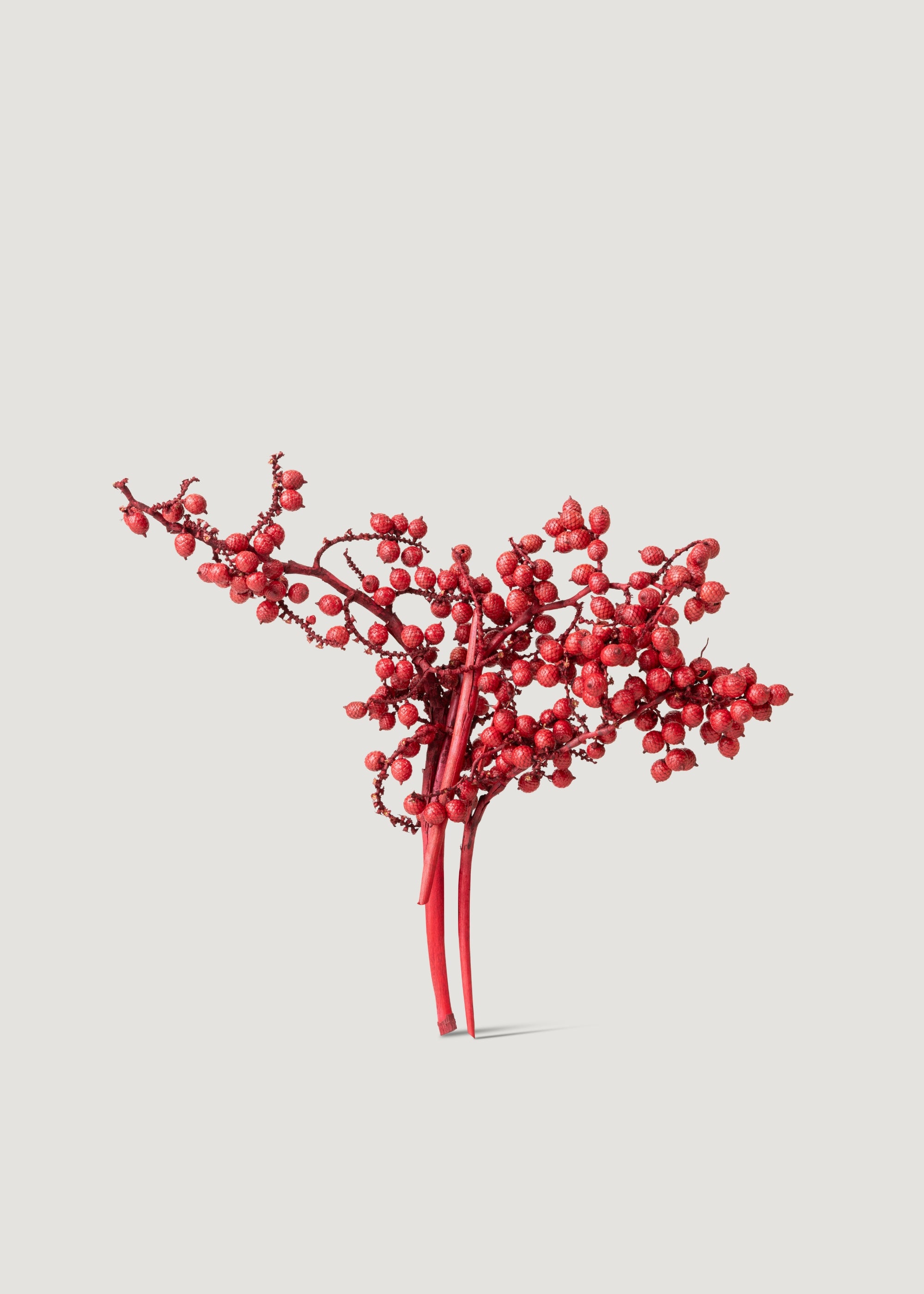 Dried Canella Berries in Red