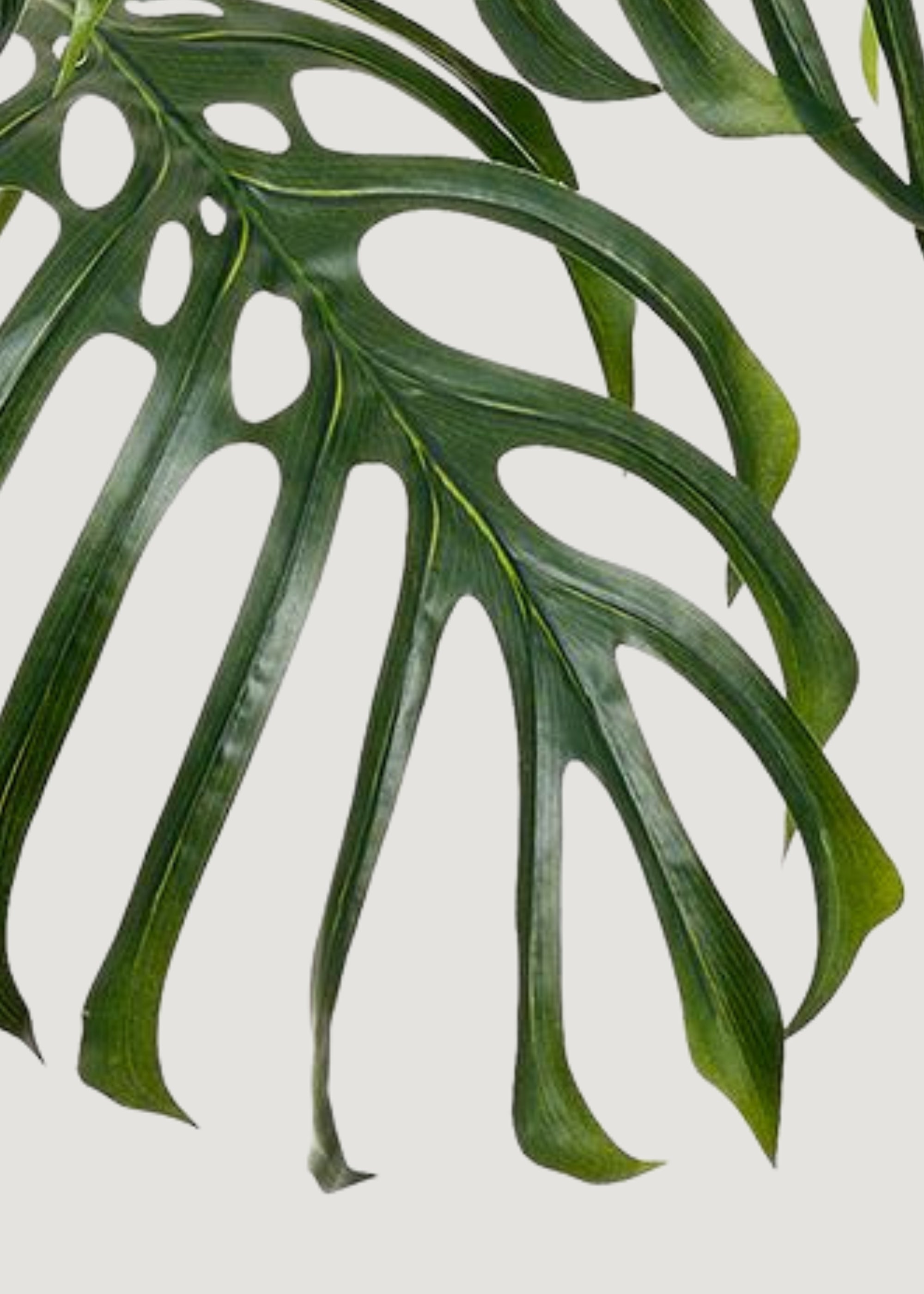 Large Fake Monstera Leaf