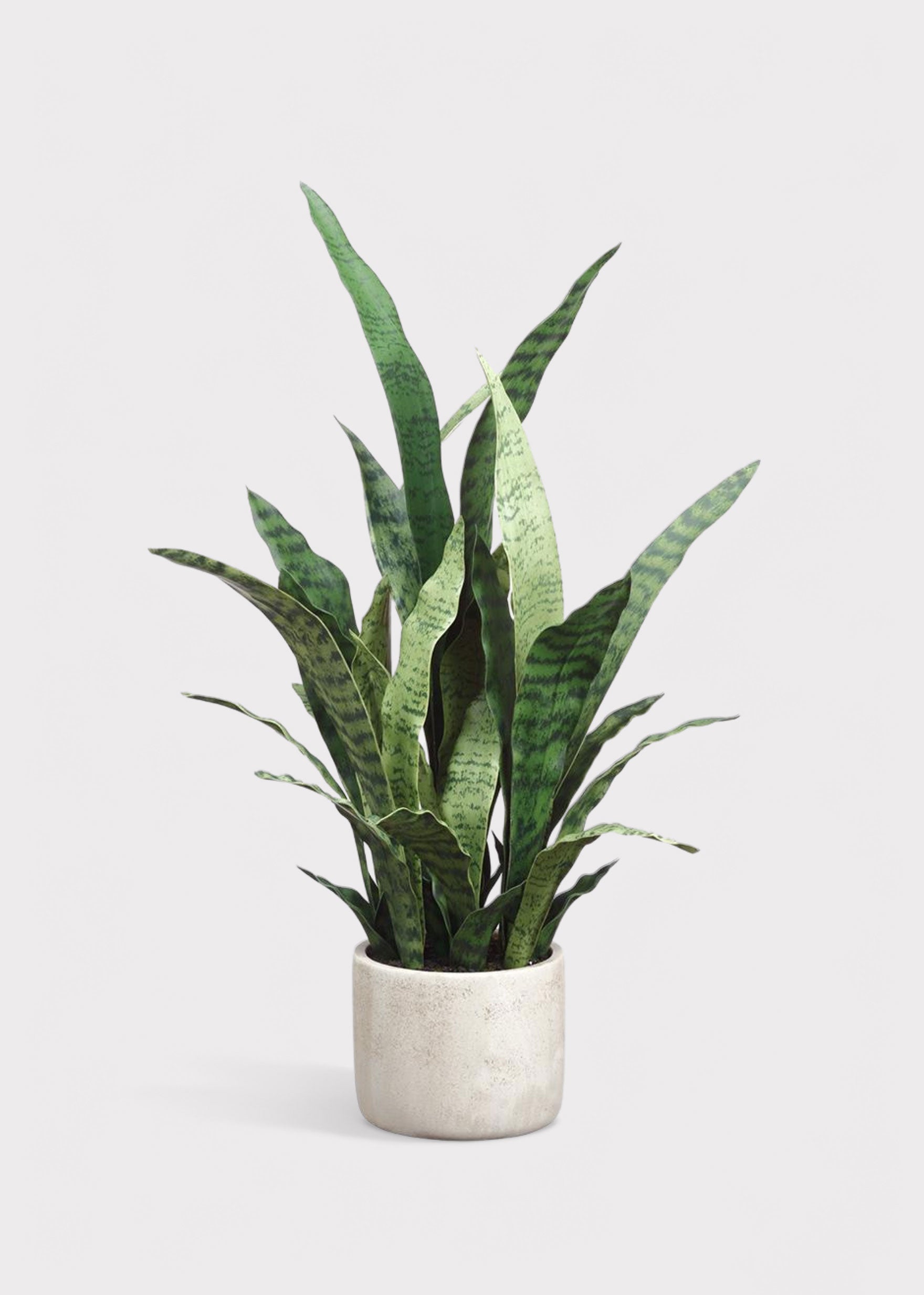 Potted Snake Plant
