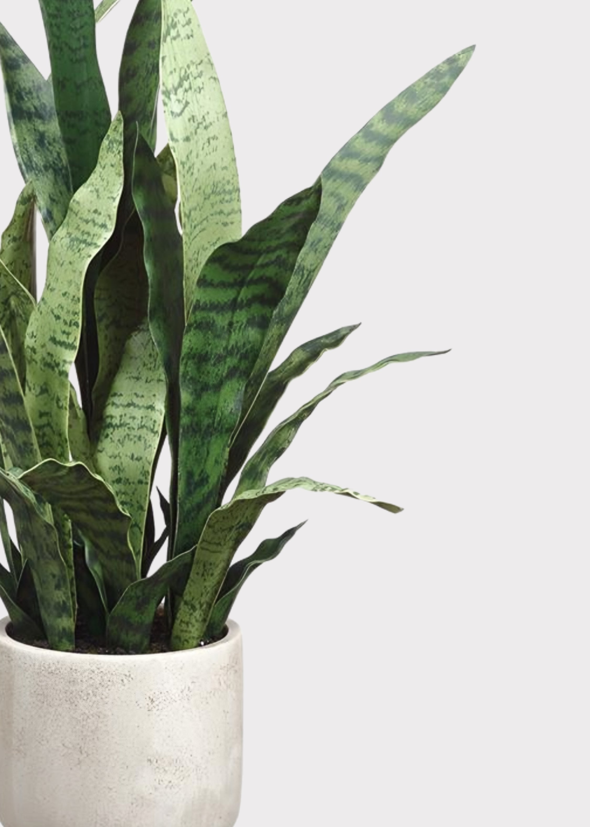 Close-up of a Potted Snake Plant