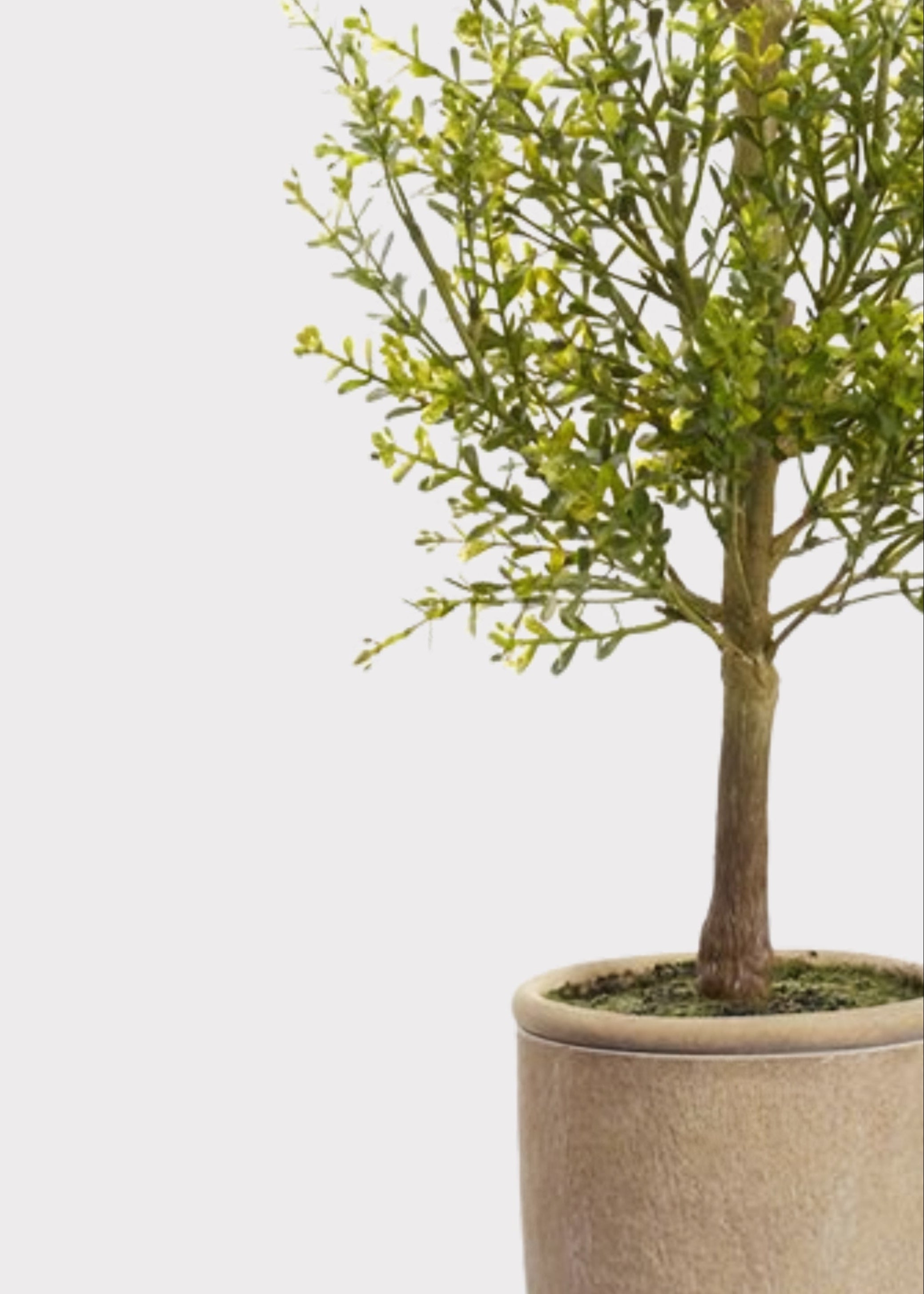 Close-up of Artificial Myrtle Leaf Topiary Plant in Cement Pot