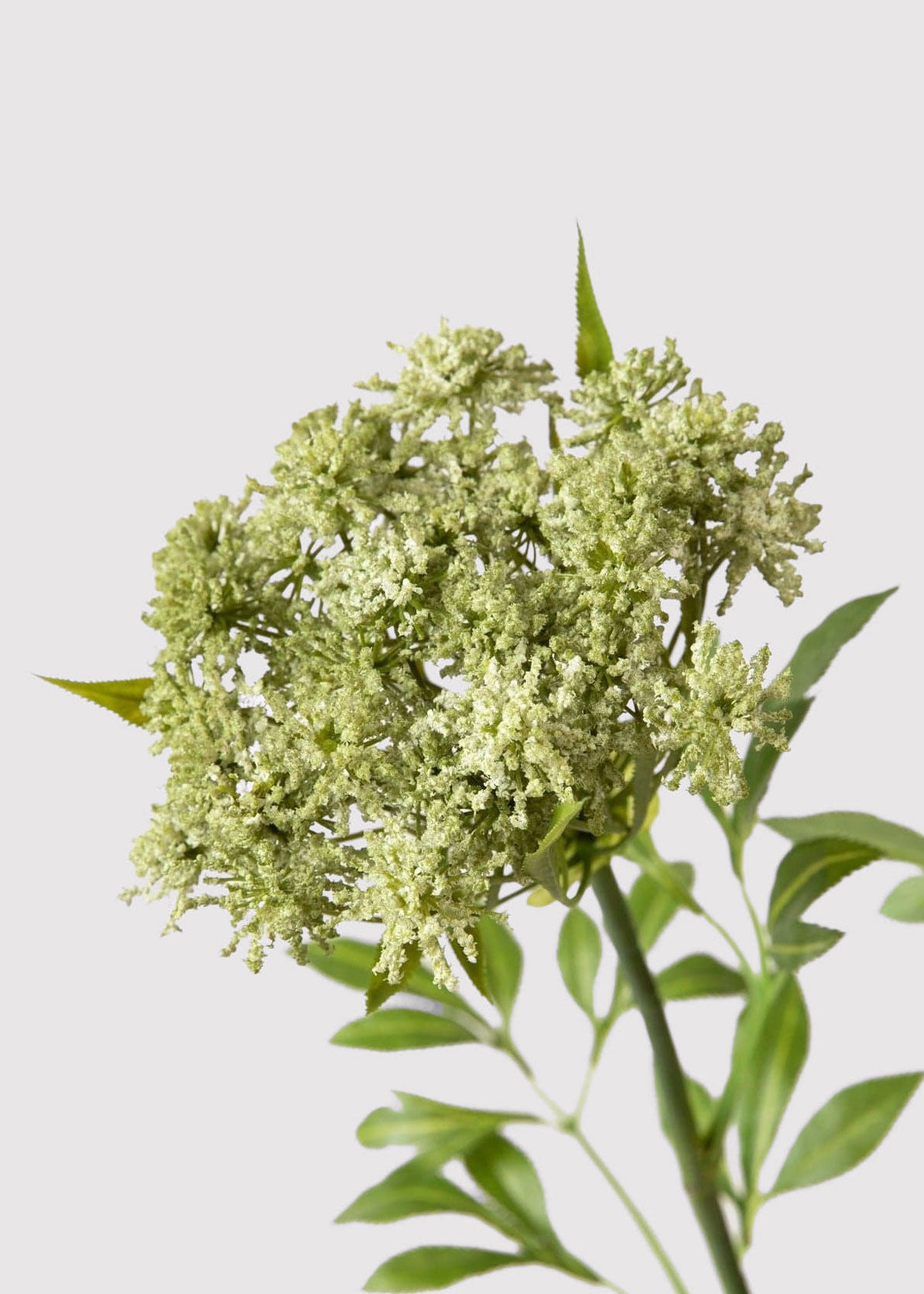 Closeup of Artificial Blooming Queen Annes Lace