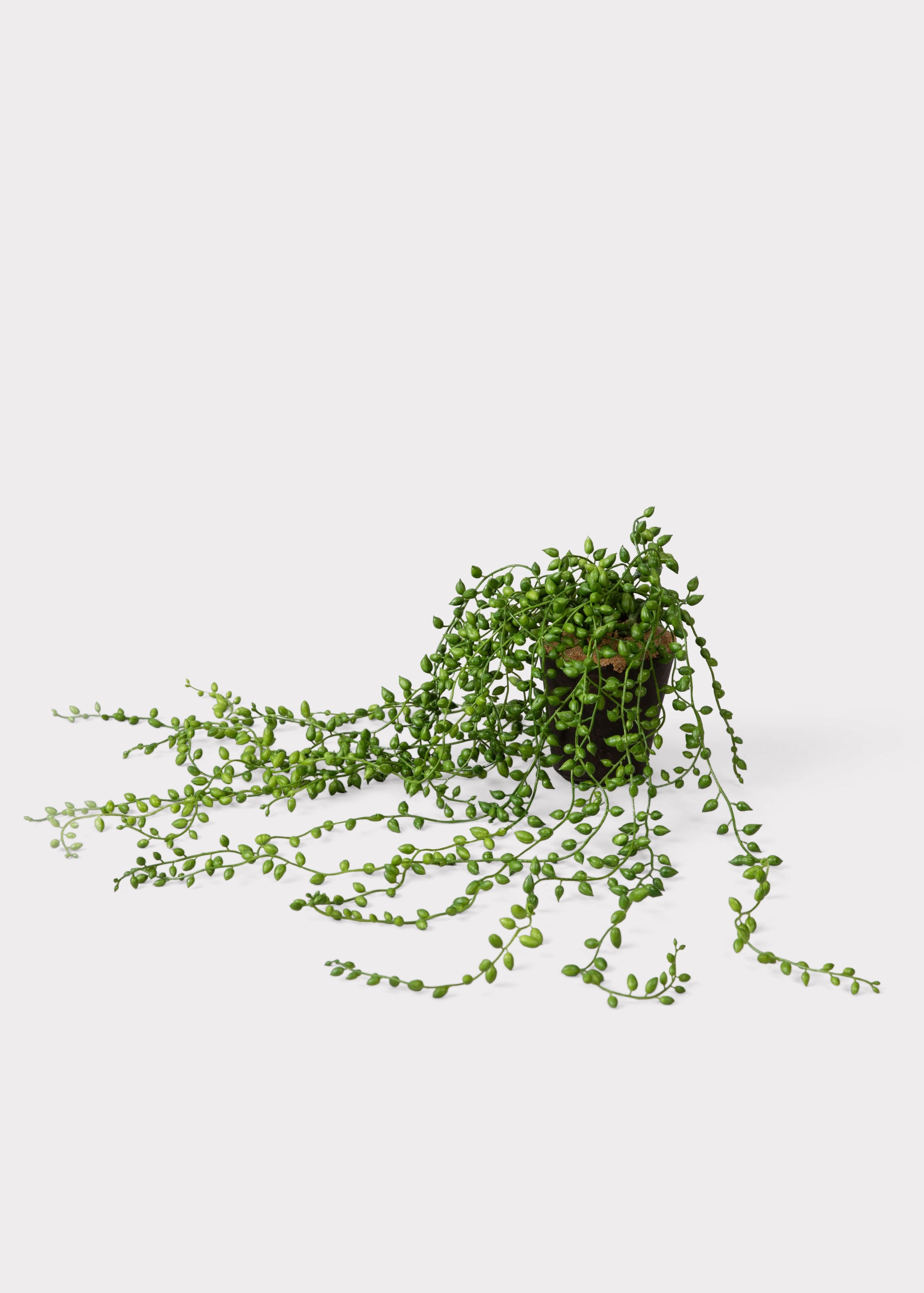 Faux String of Pearls Succulent Drop-In Plant