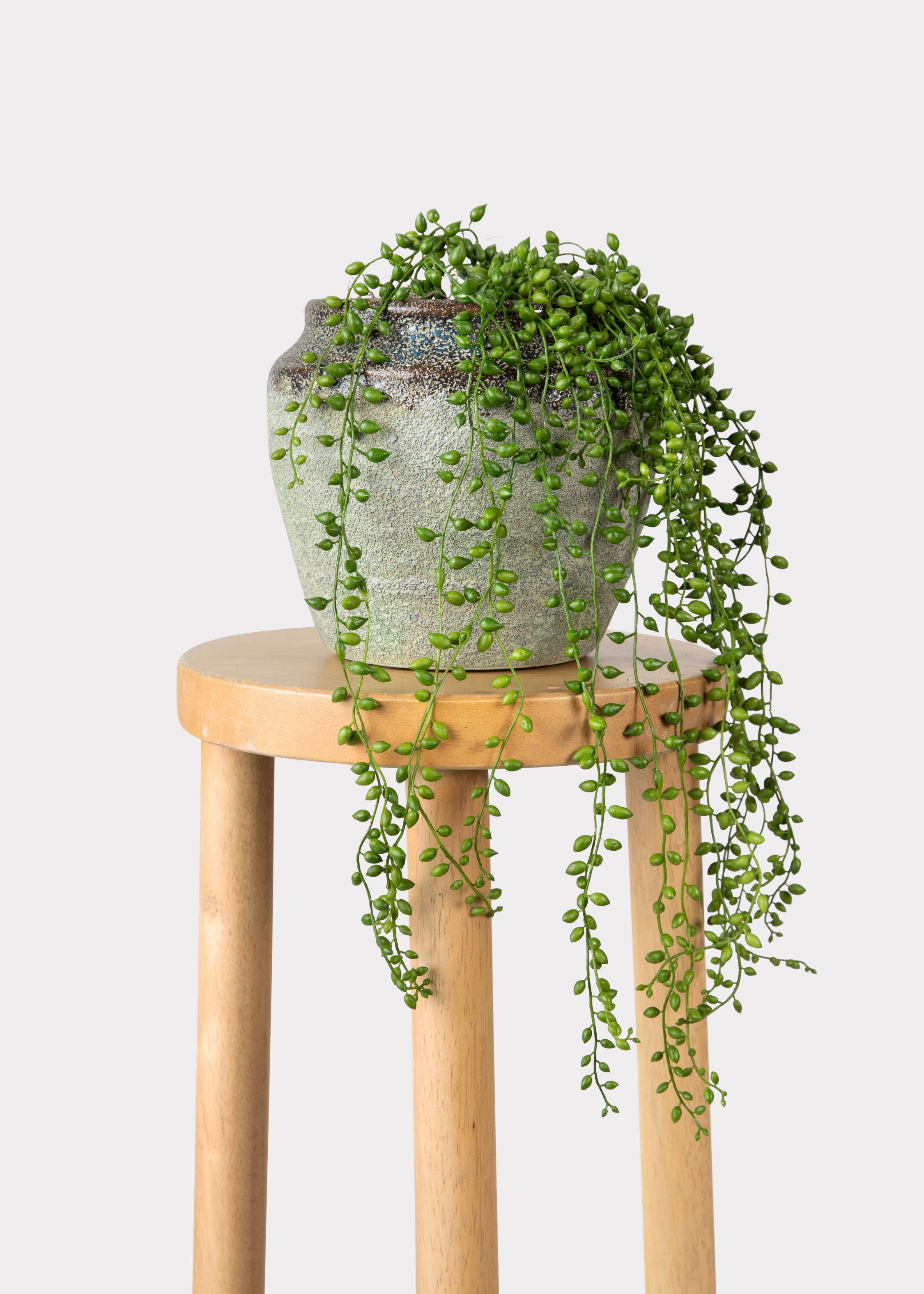 Fake String of Pearls Succulent In Planter