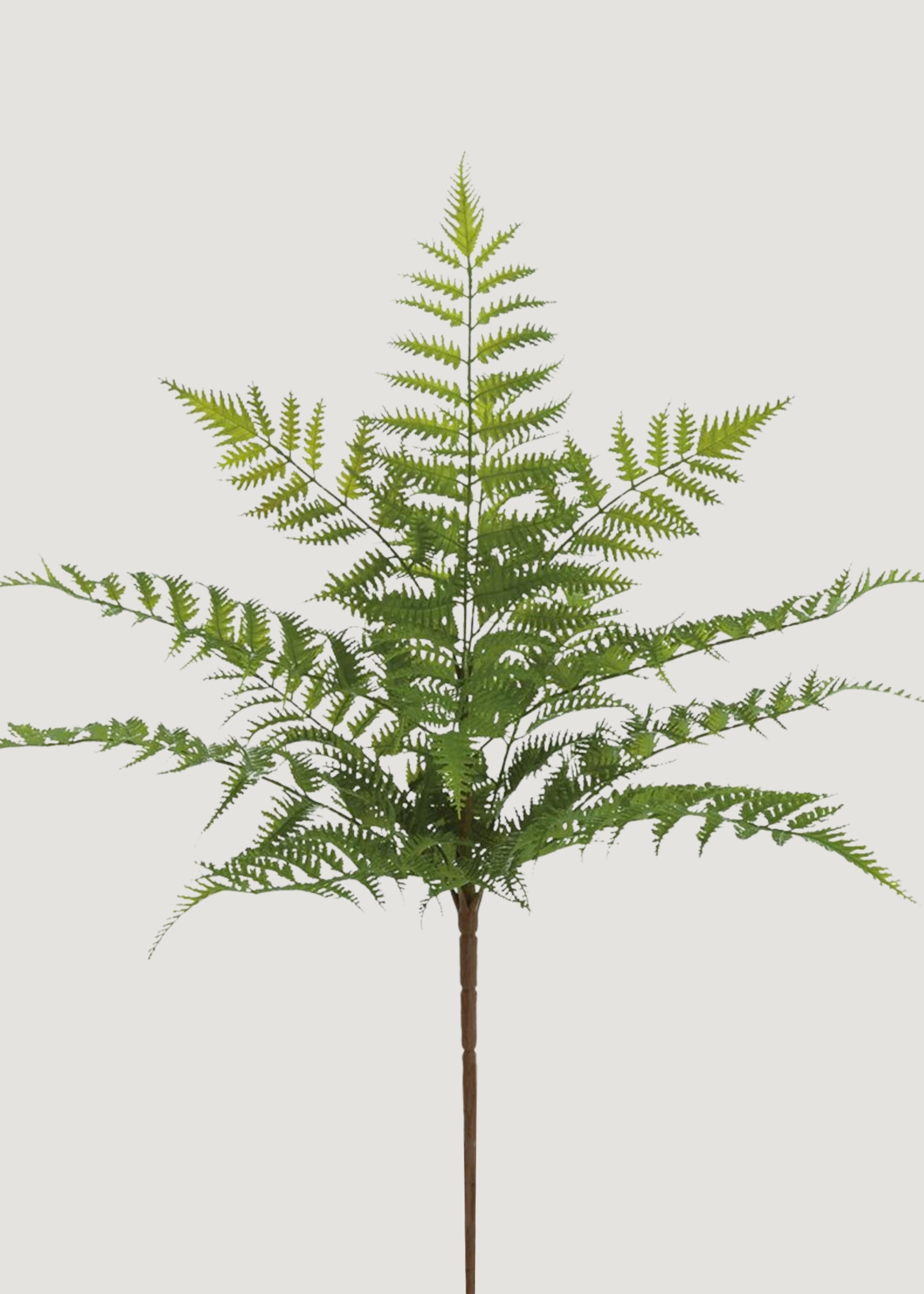 Fake Fern Bush