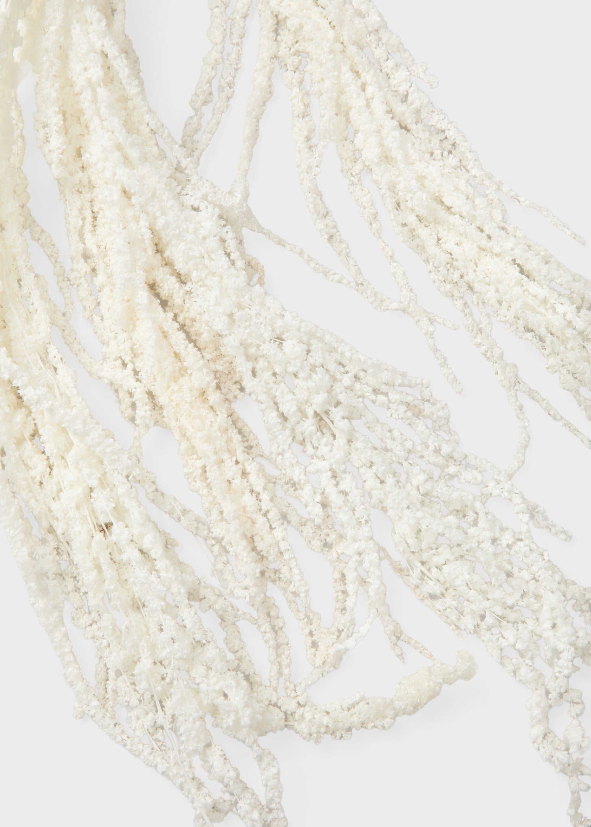 Close-up of Preserved Hanging Amaranthus Flowers in White