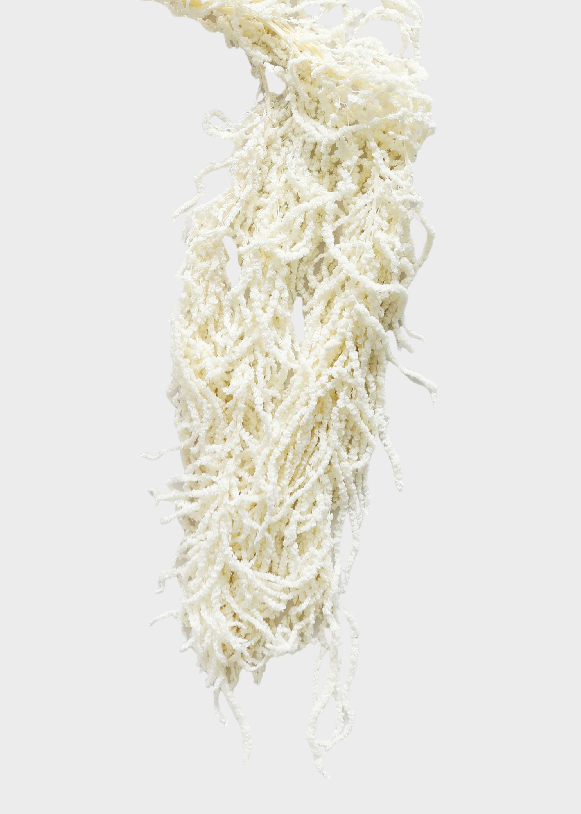 Preserved Hanging Amaranthus Flowers in White