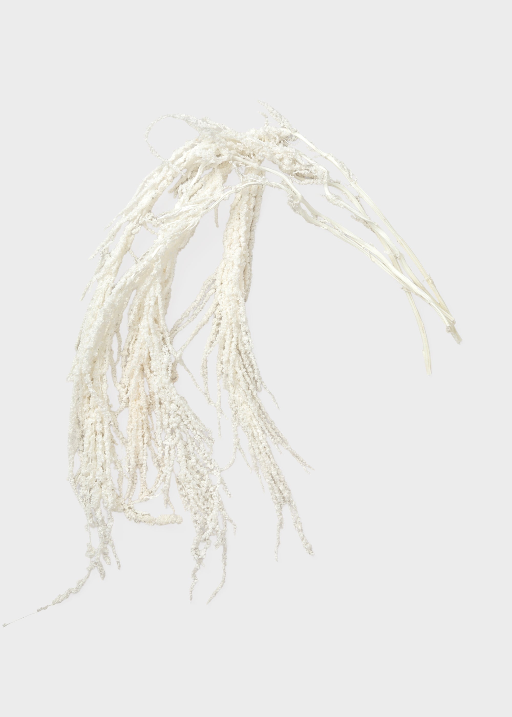 Preserved White Hanging Amaranthus Flowers