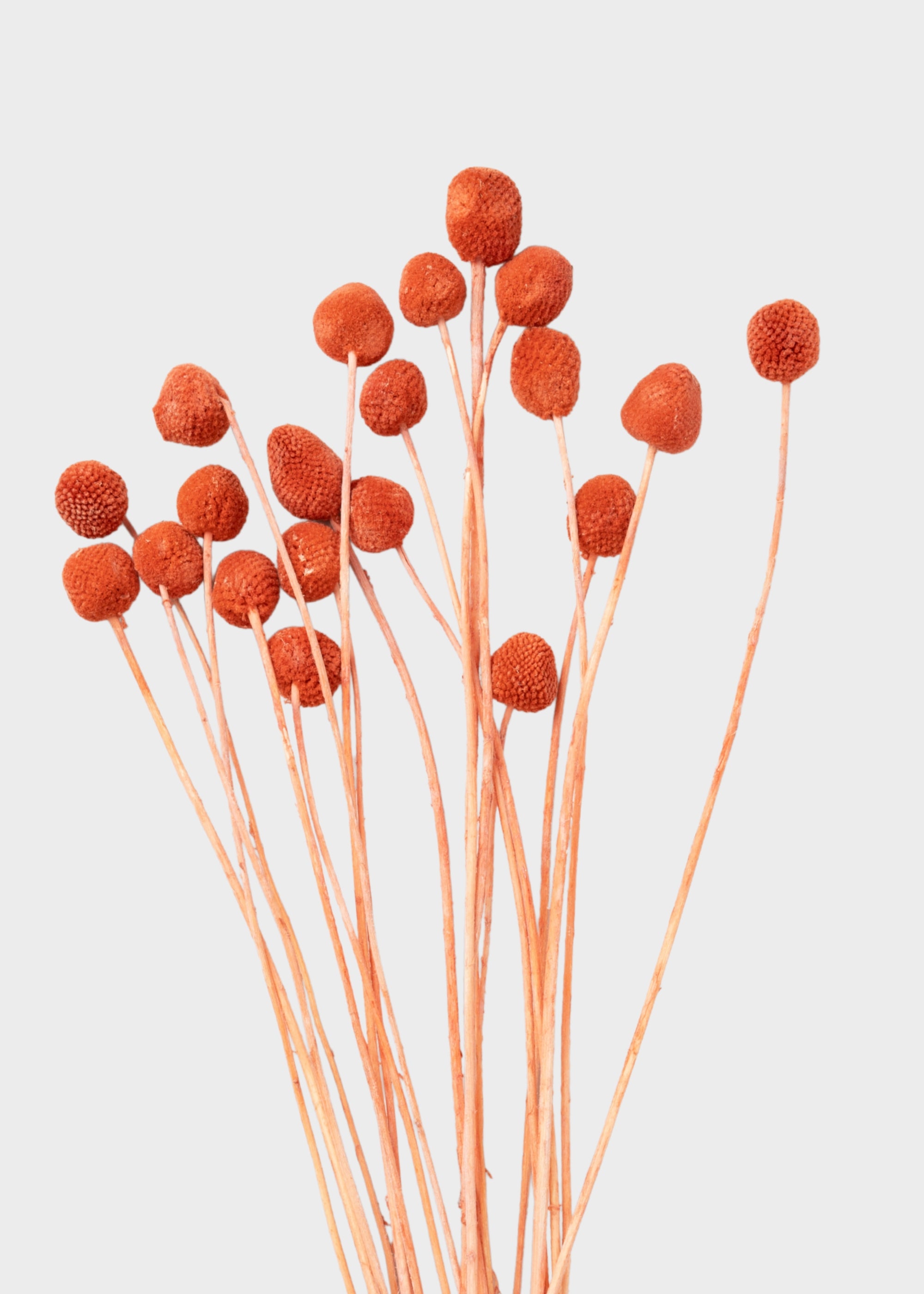 Dried Billy Button Flower Bundle in Terracotta Orange
