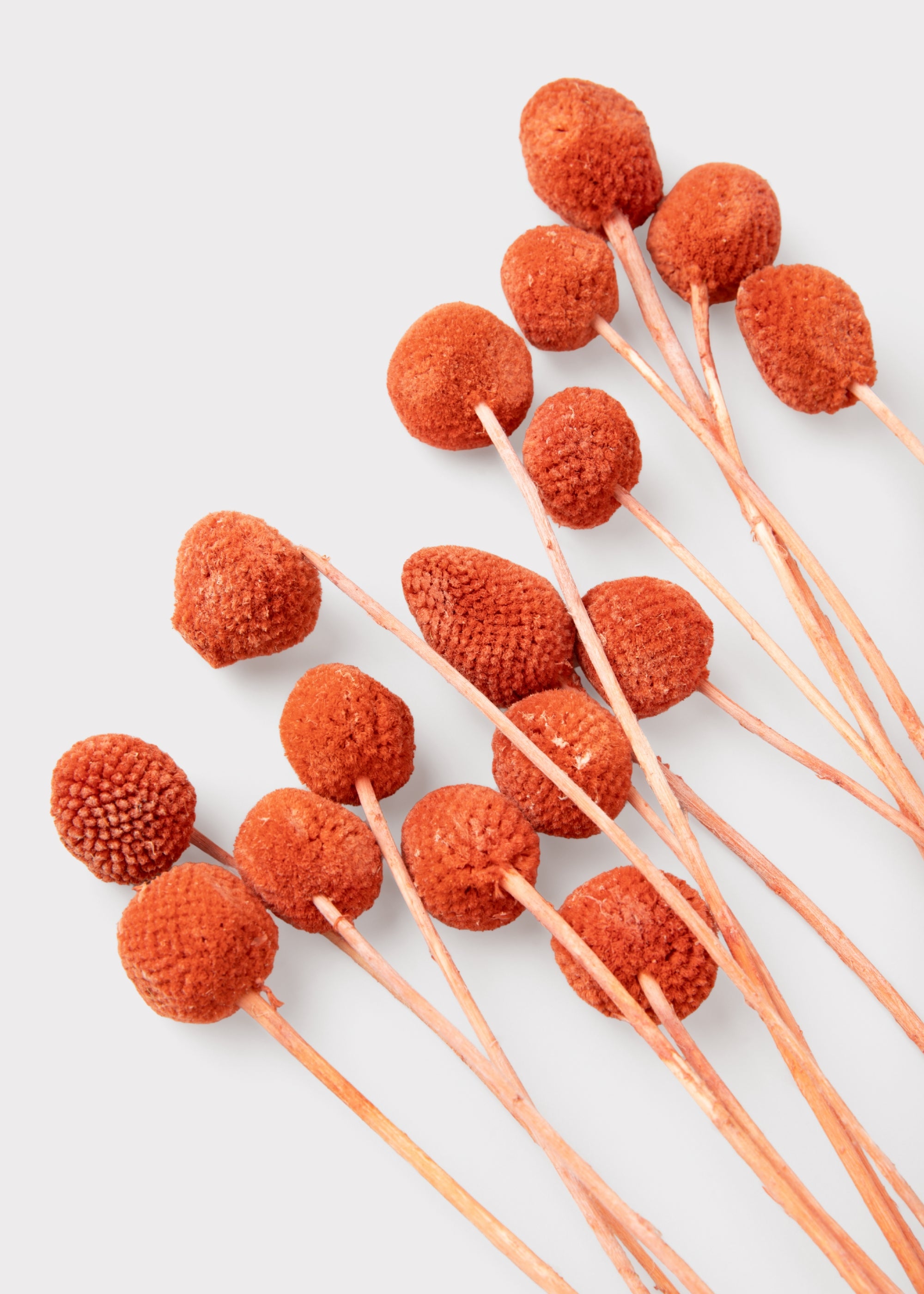 Close-up of Dried Billy Buttons in Terracotta Orange