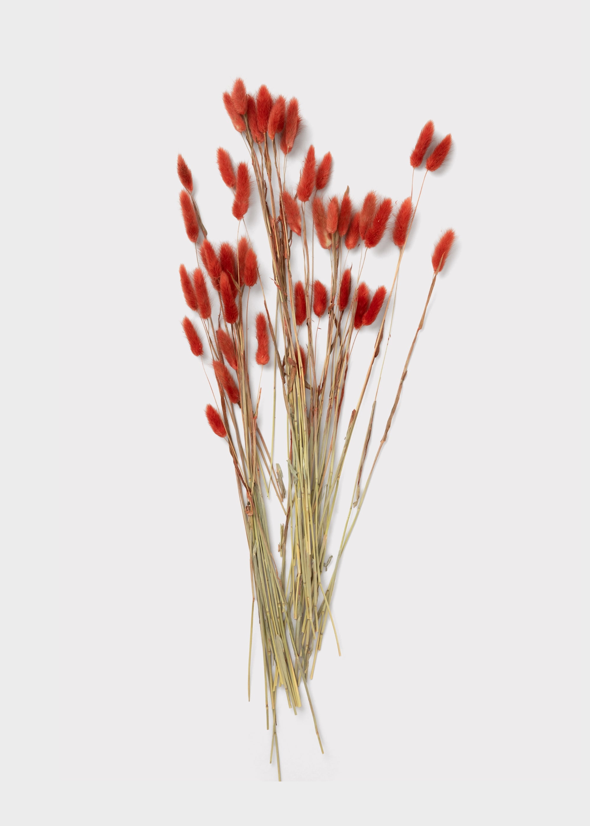 Terracotta Dried Bunny Tail Bundle
