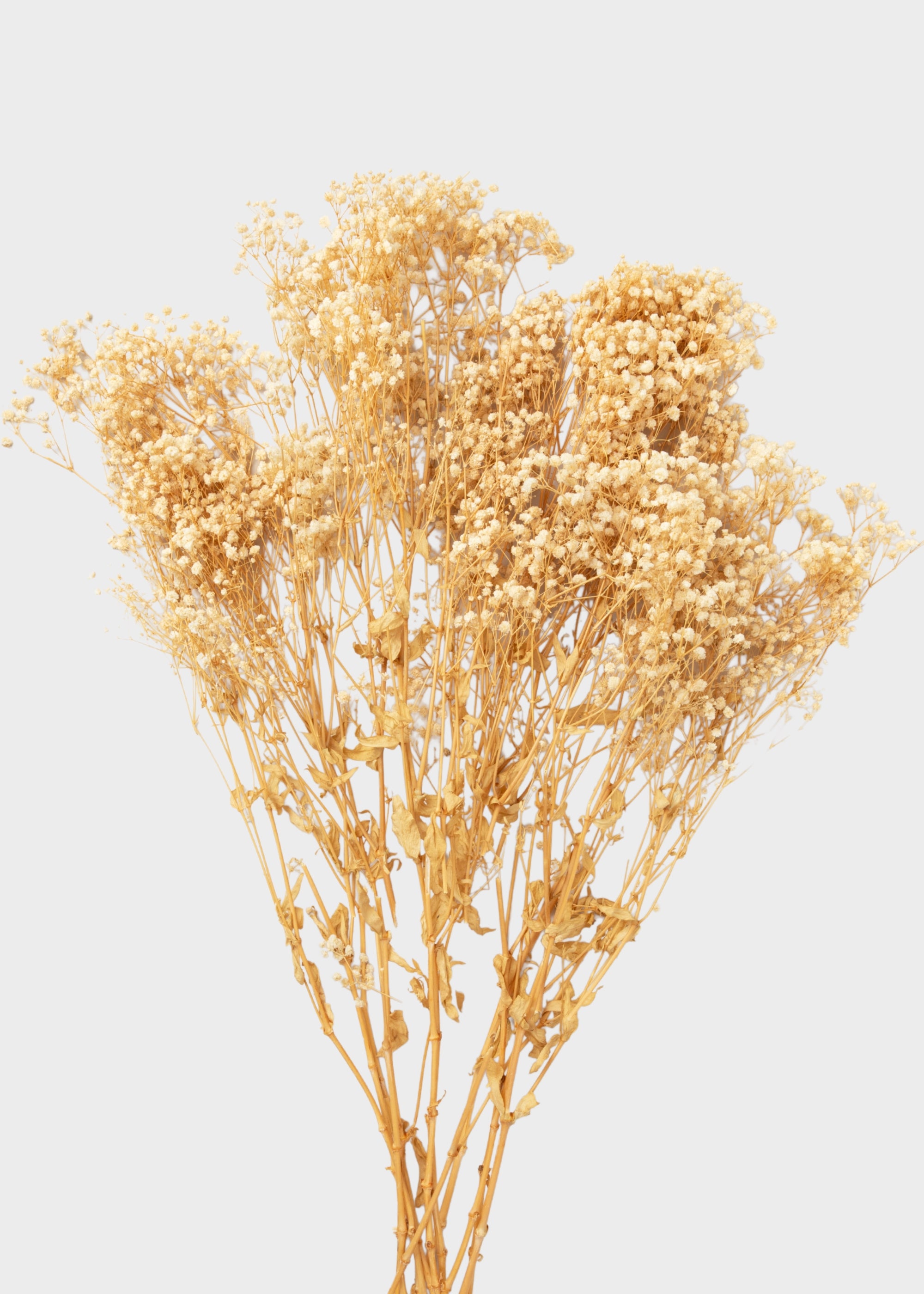 Natural Beige Preserved Gypsophila Flowers